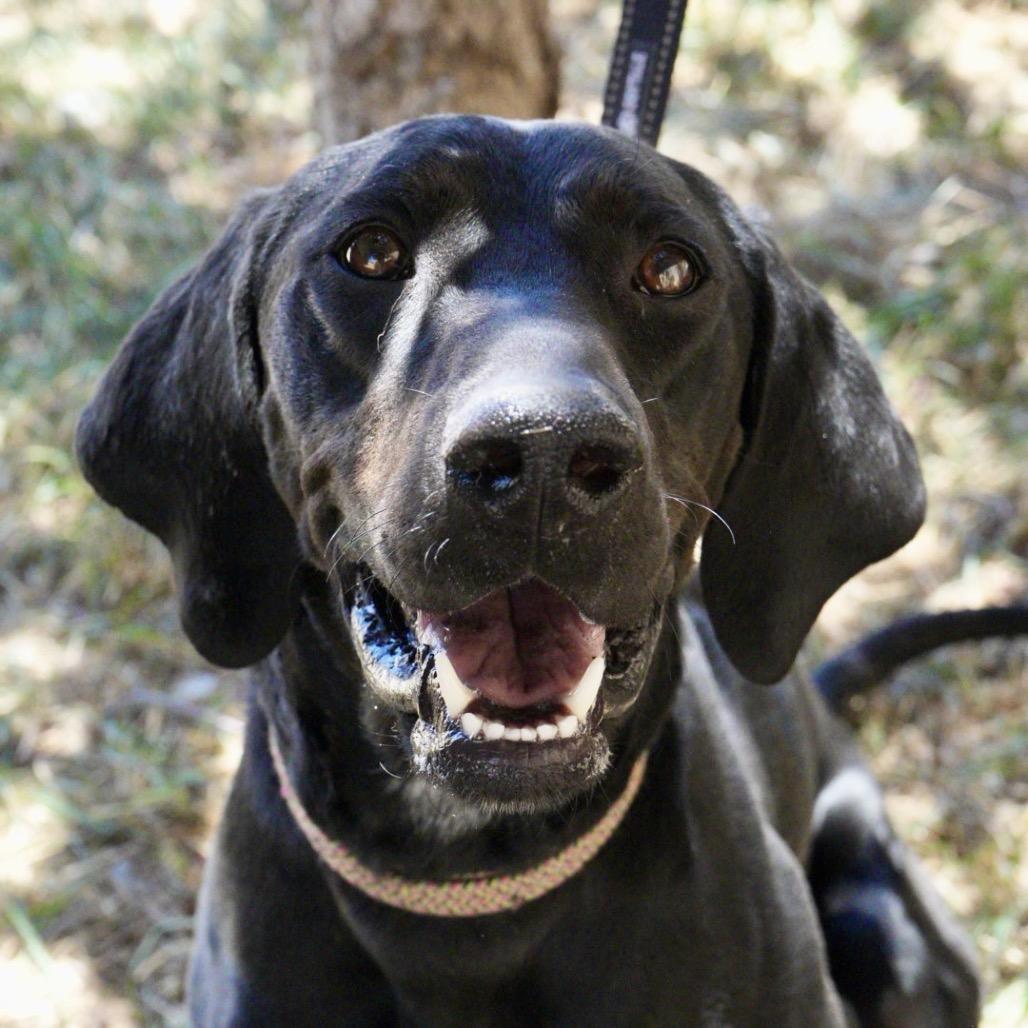 Enlarge Dixie, a Adoptable mixed breed in Pagosa Springs, CO image 3/6