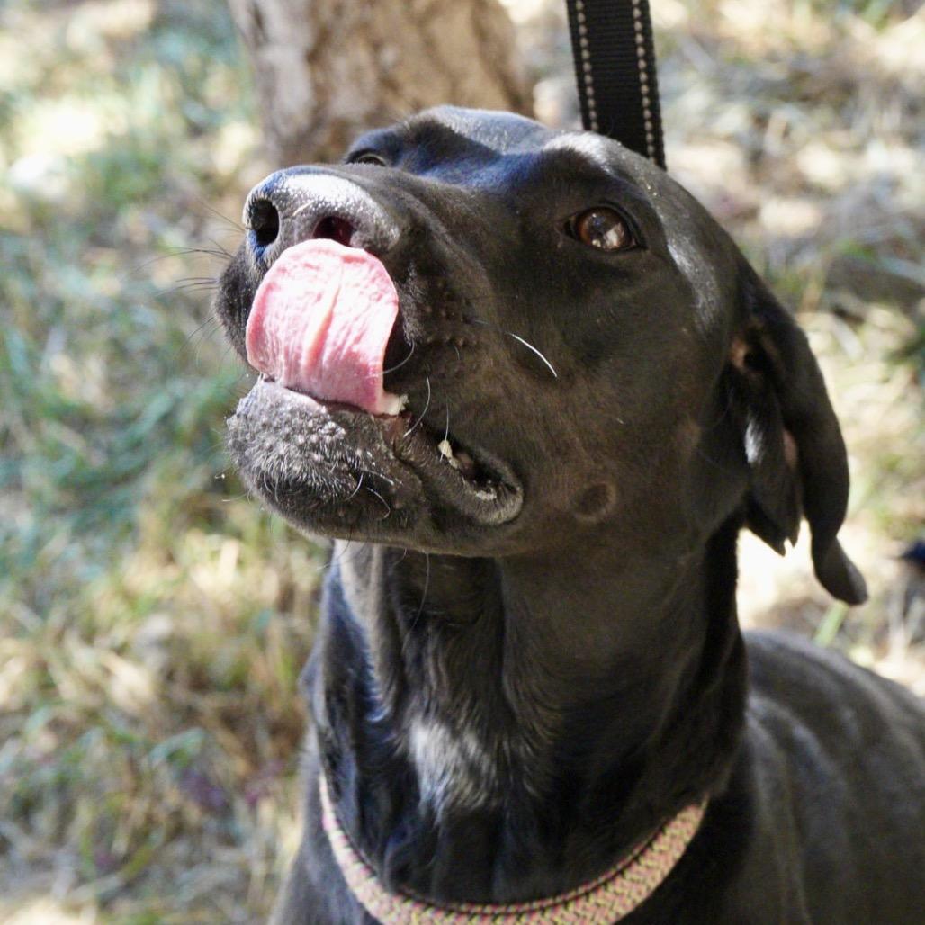 Enlarge Dixie, a Adoptable mixed breed in Pagosa Springs, CO image 4/6
