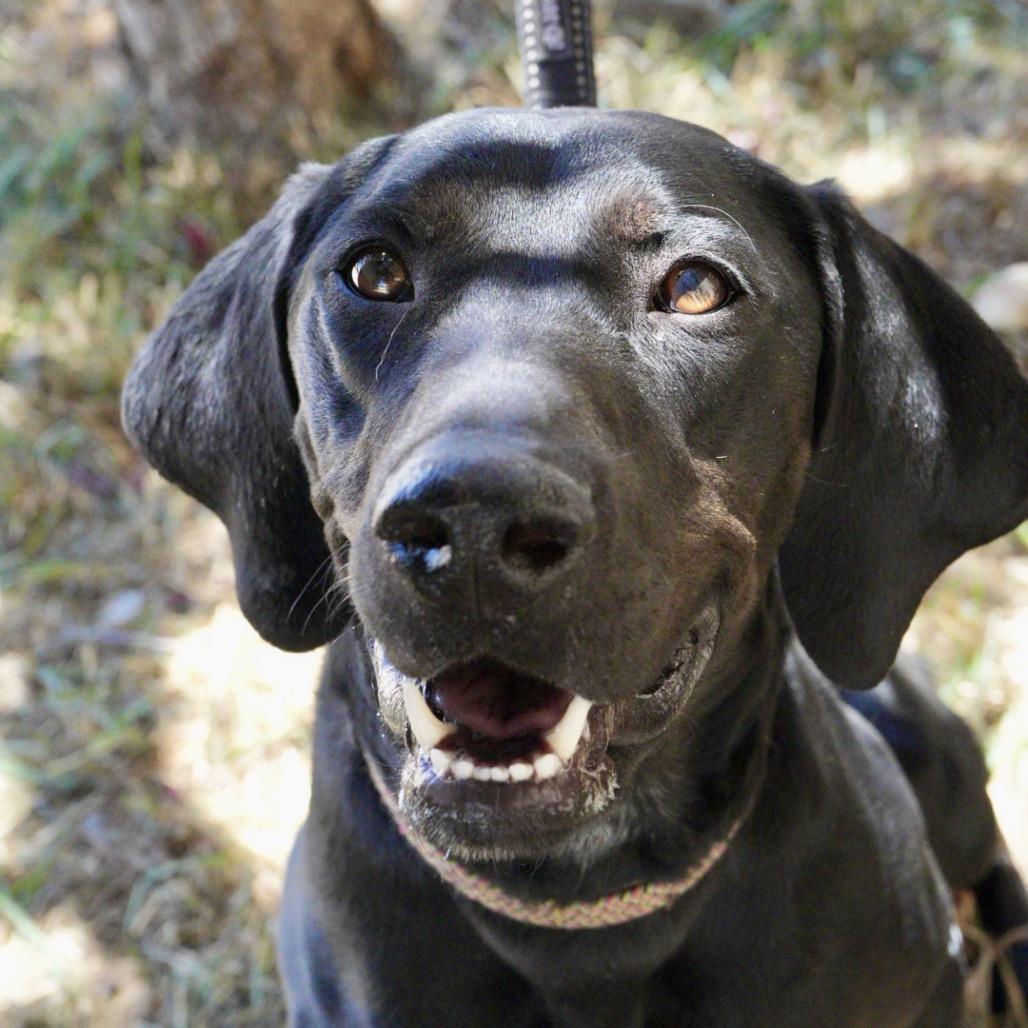 Enlarge Dixie, a Adoptable mixed breed in Pagosa Springs, CO image 5/6