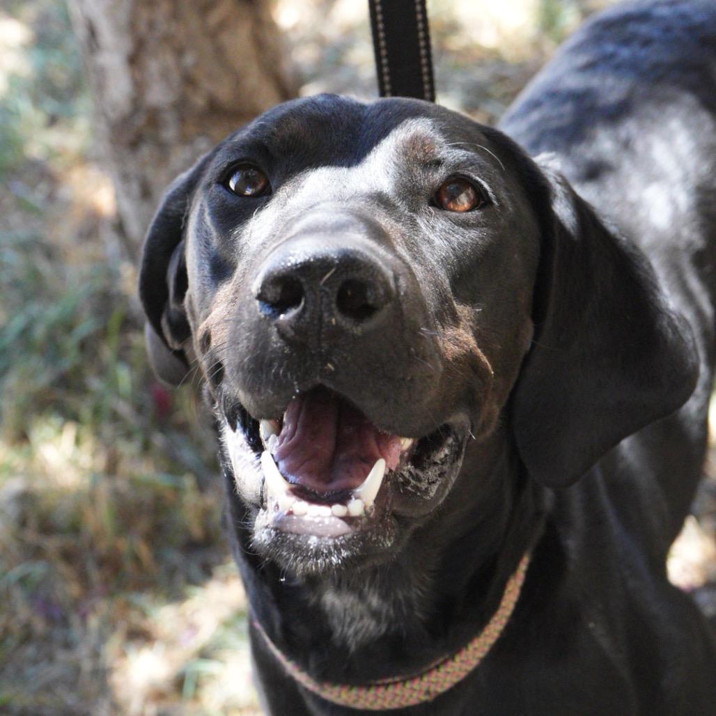 Enlarge Dixie, a Adoptable mixed breed in Pagosa Springs, CO image 6/6