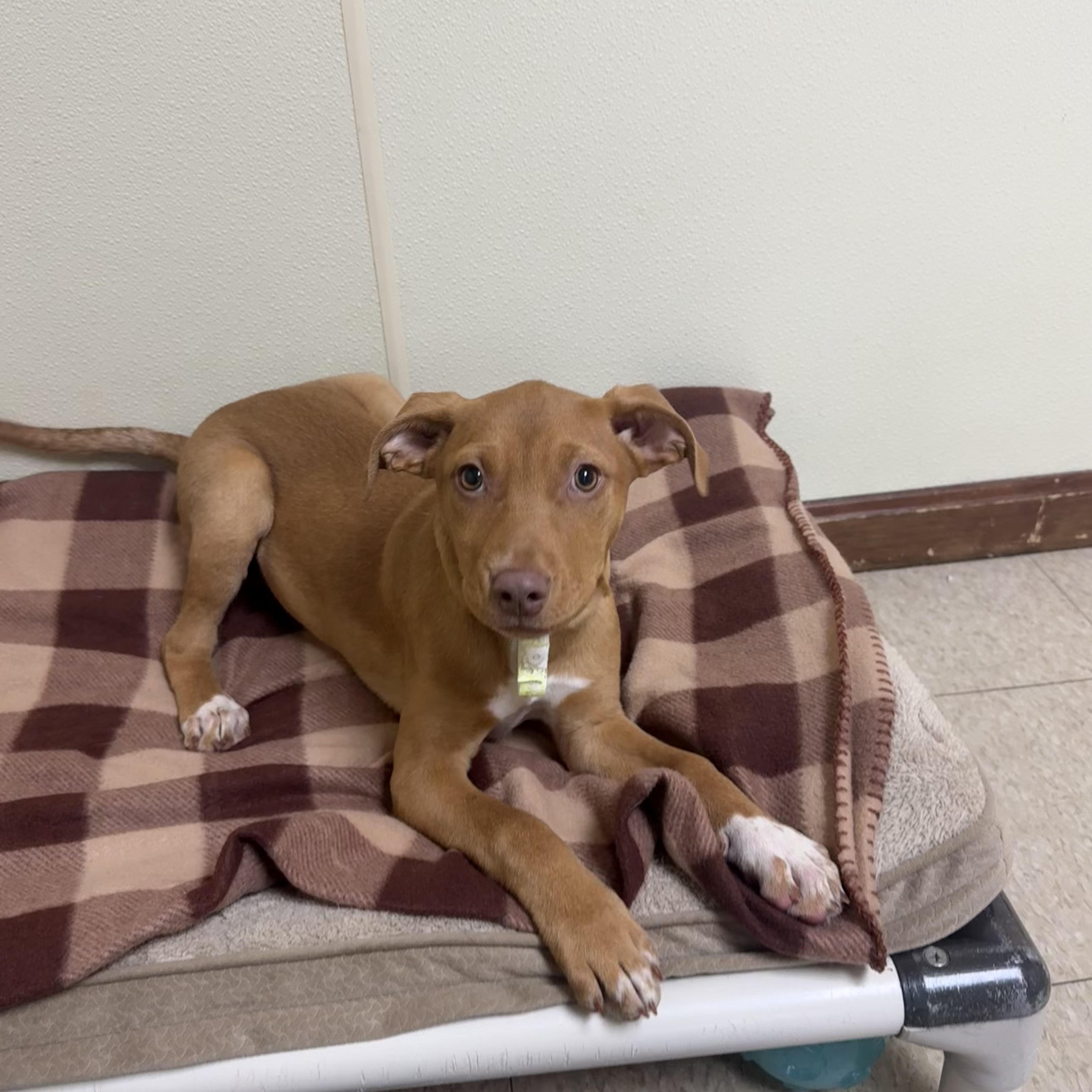 Birdie, ADOPTABLE, Puppy Female Pointer.