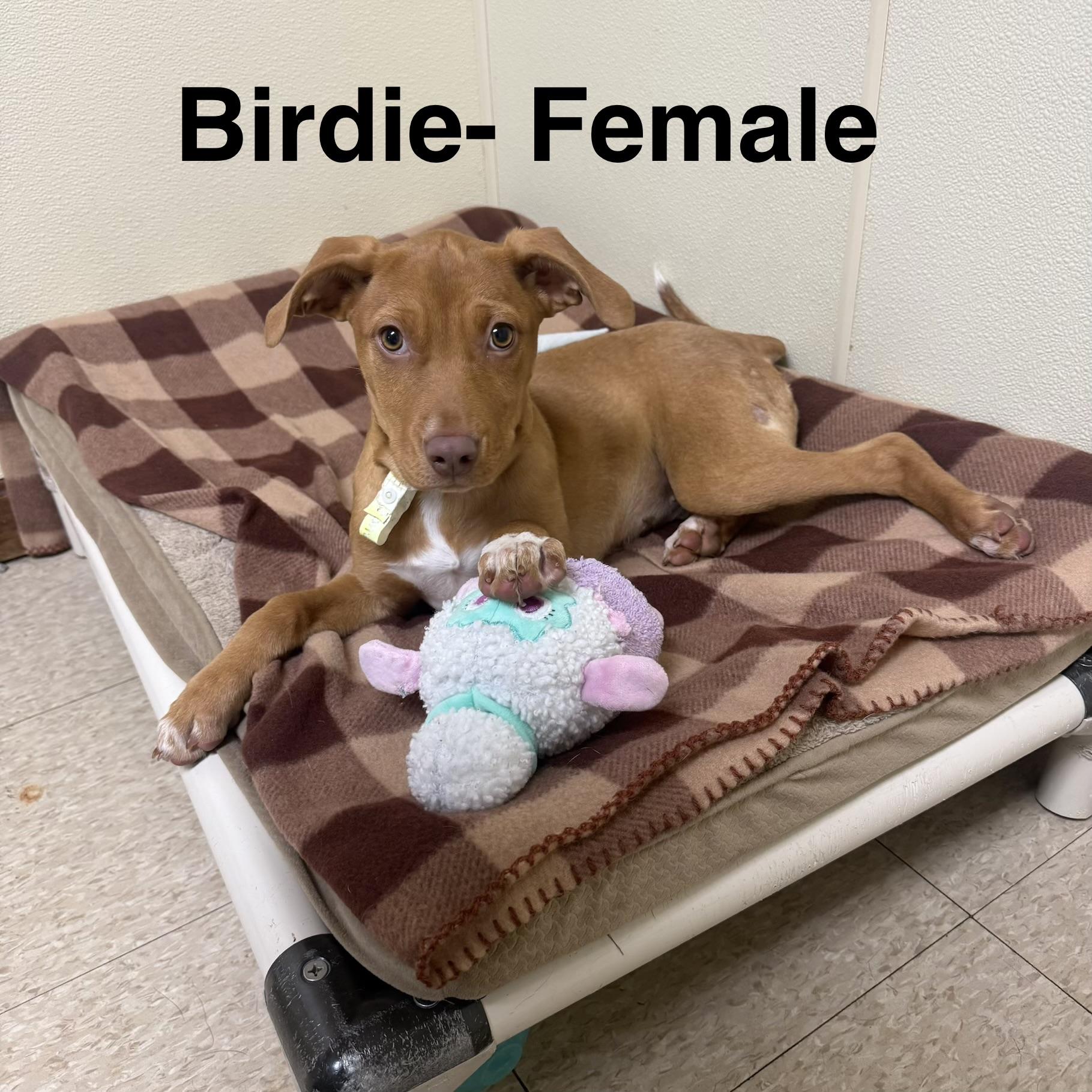Birdie, a ADOPTABLE mixed breed image 2/4