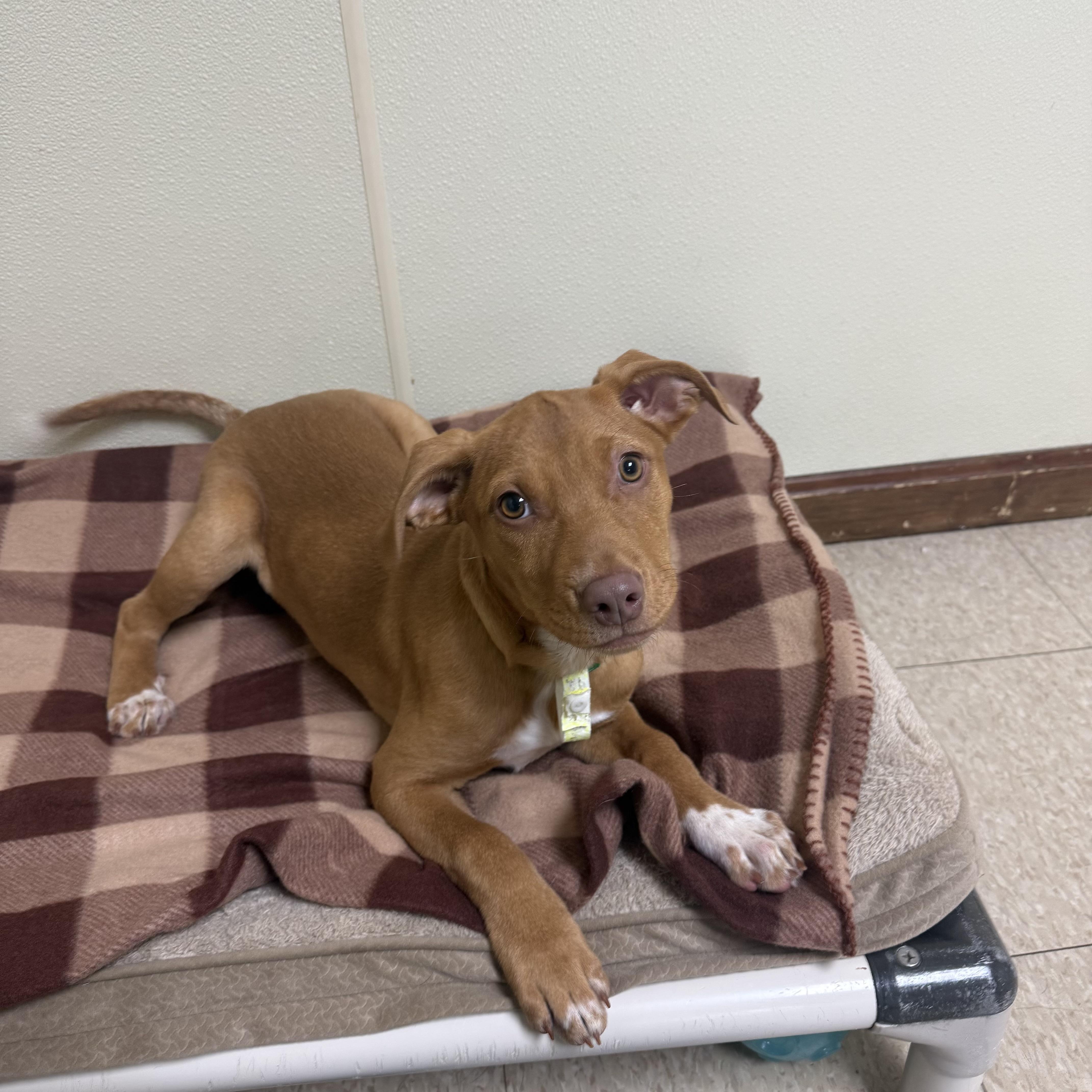 Birdie, a ADOPTABLE mixed breed image 3/4