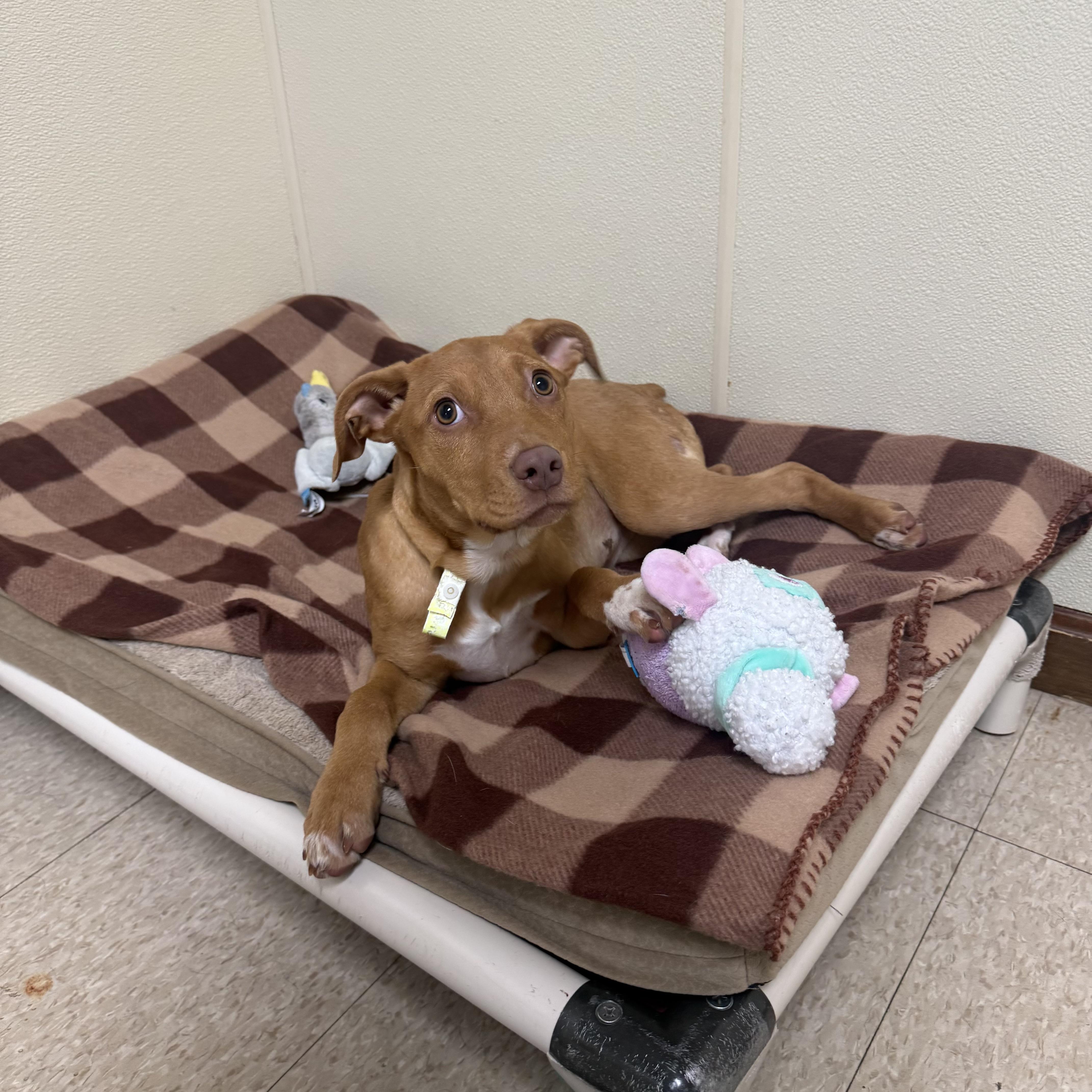 Birdie, a ADOPTABLE mixed breed image 4/4