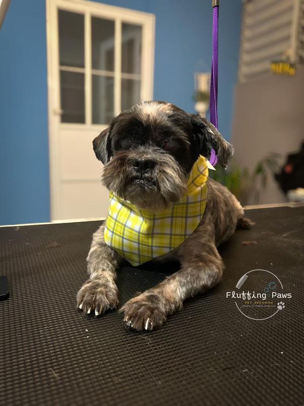 Ollie, Senior Male Shih Tzu