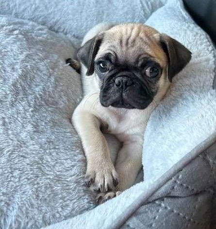 Oscar. Nka Ollie, Adopted, Puppy Male Pug.