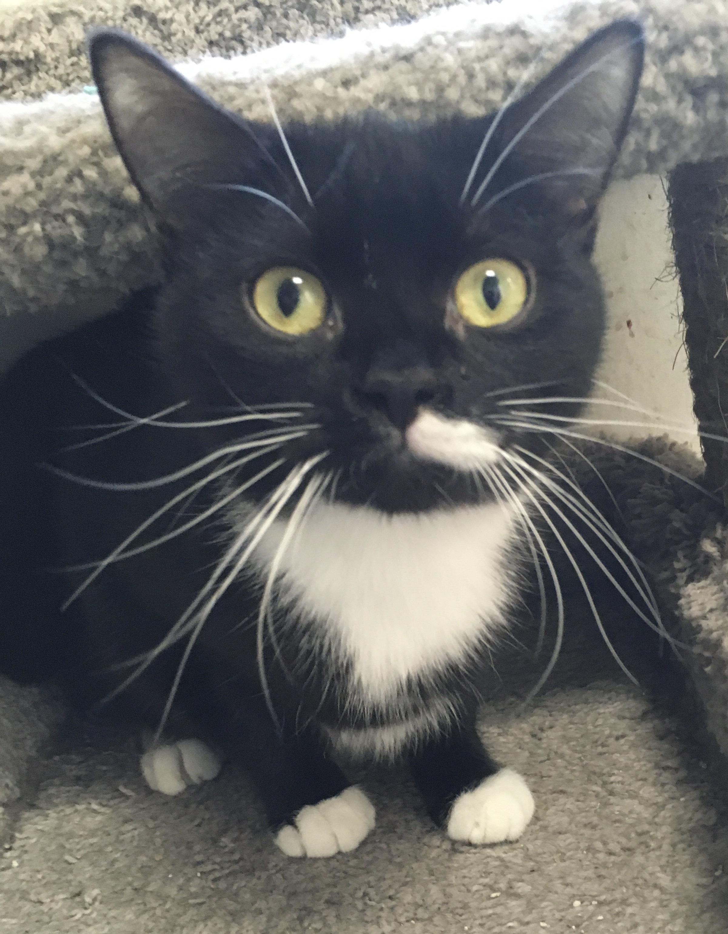 Salty, a Adoptable Domestic Short Hair in Stuart, VA image 1/2