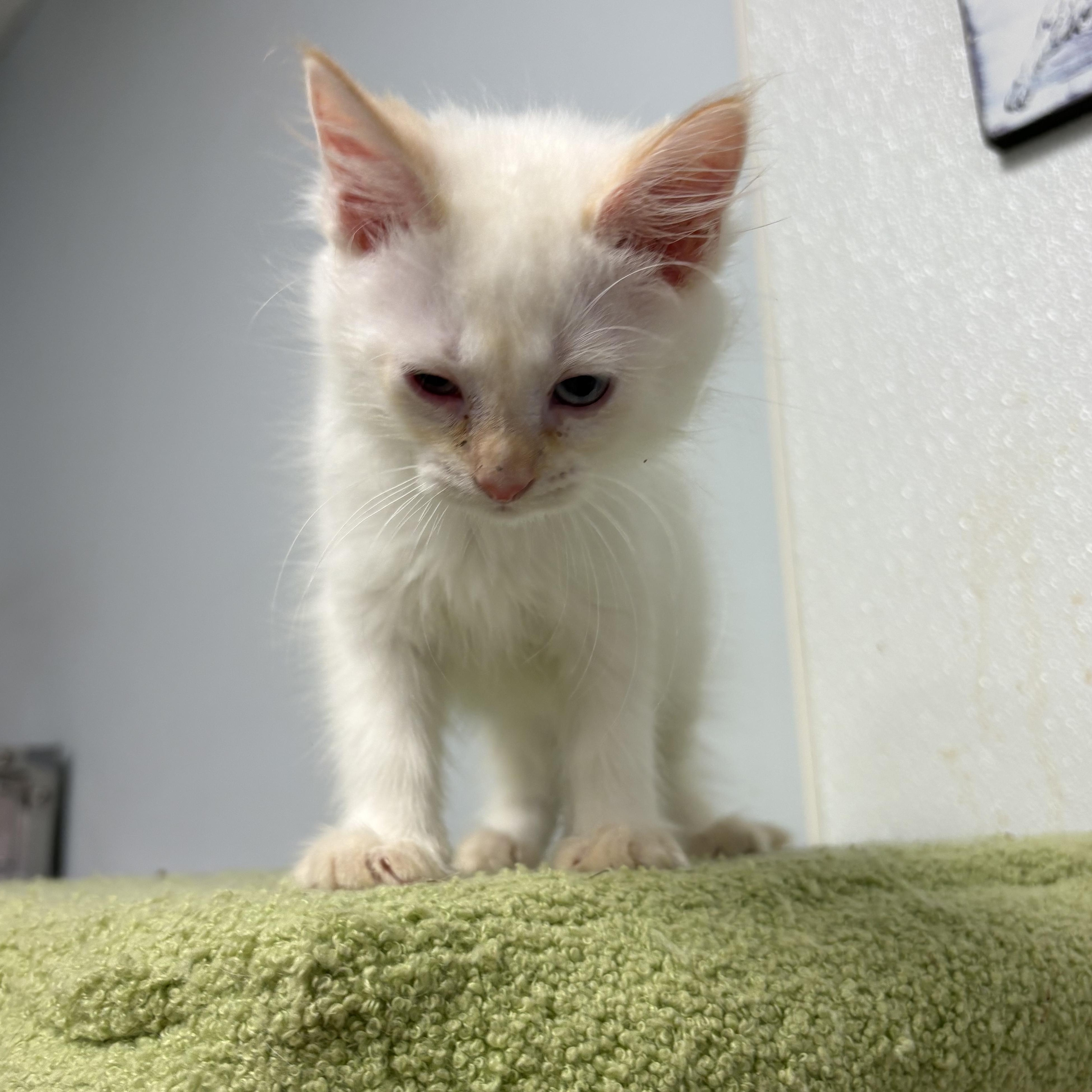 Tennessee , ADOPTABLE, Kitten Male Siamese.
