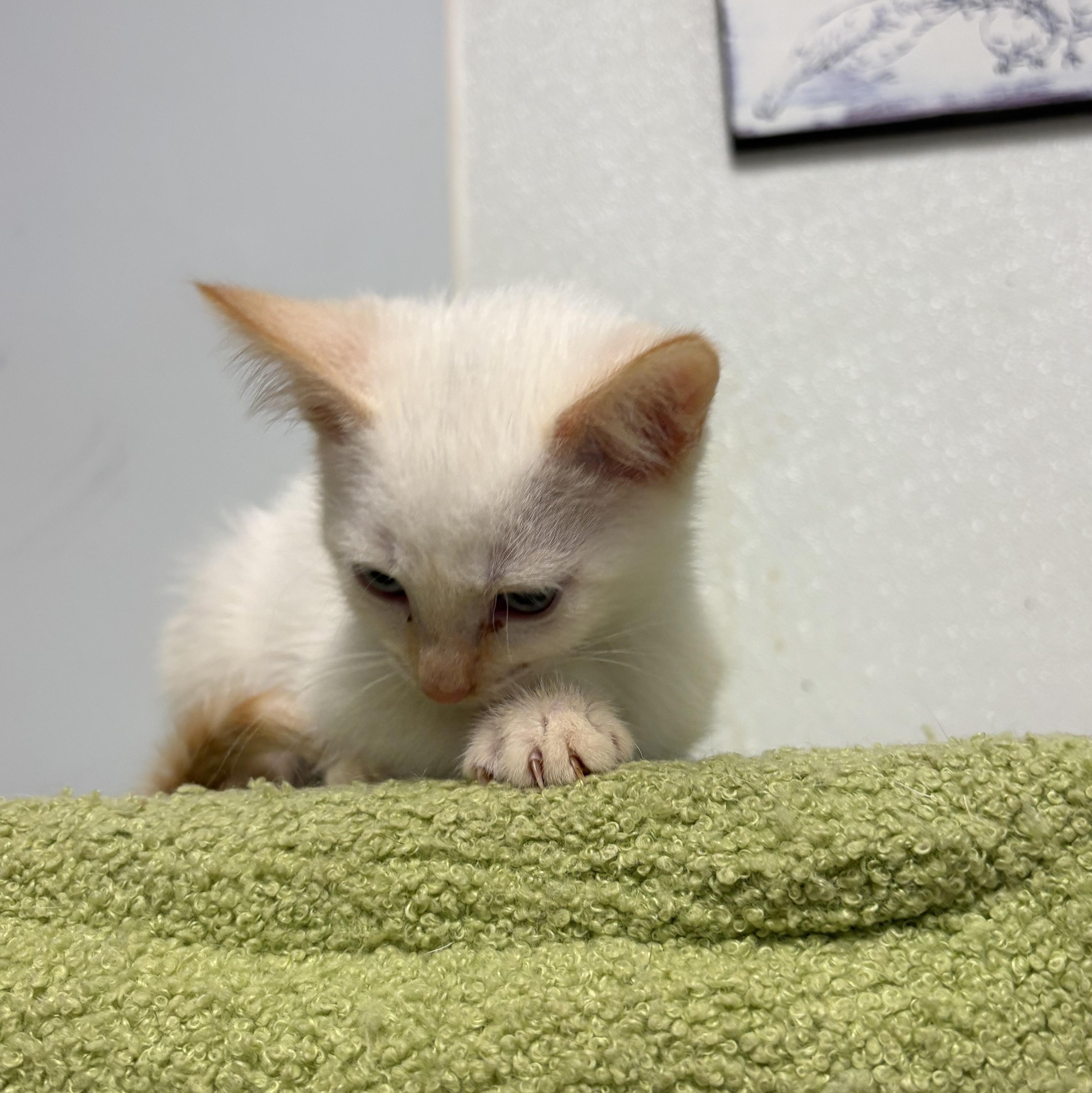 Enlarge Tennessee , a ADOPTABLE Siamese in Wayne , NJ image 3/3