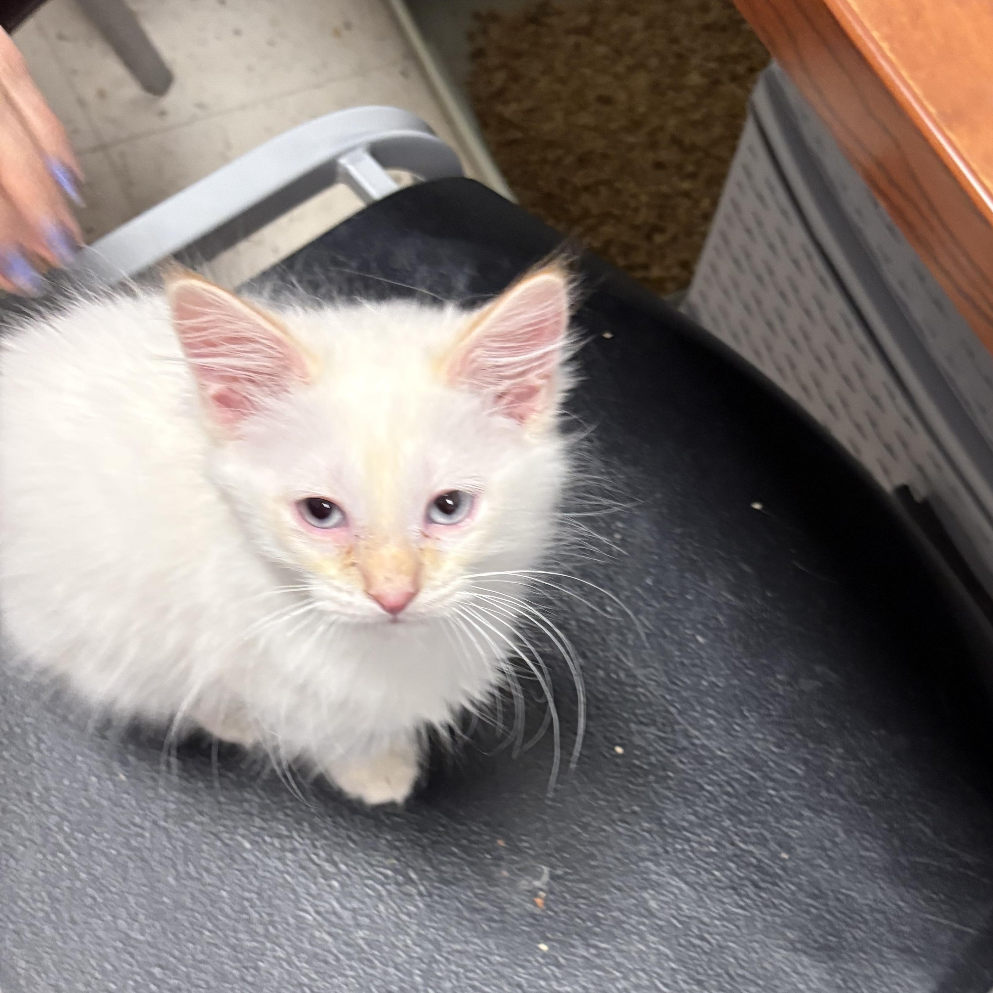 Enlarge Tennessee , a ADOPTABLE Siamese in Wayne , NJ image 2/3