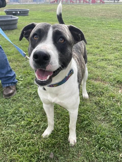 HAROLD, Adoptable, Young Male Pit Bull Terrier.