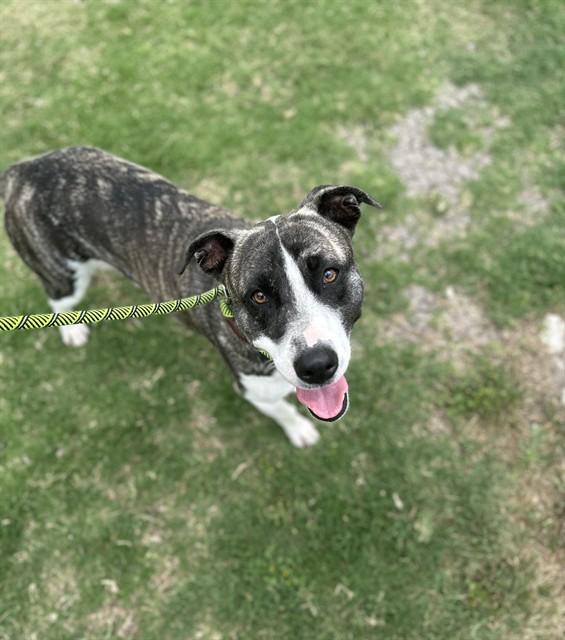 Enlarge HAROLD, a Adoptable Pit Bull Terrier in Corpus Christi, TX image 1/1