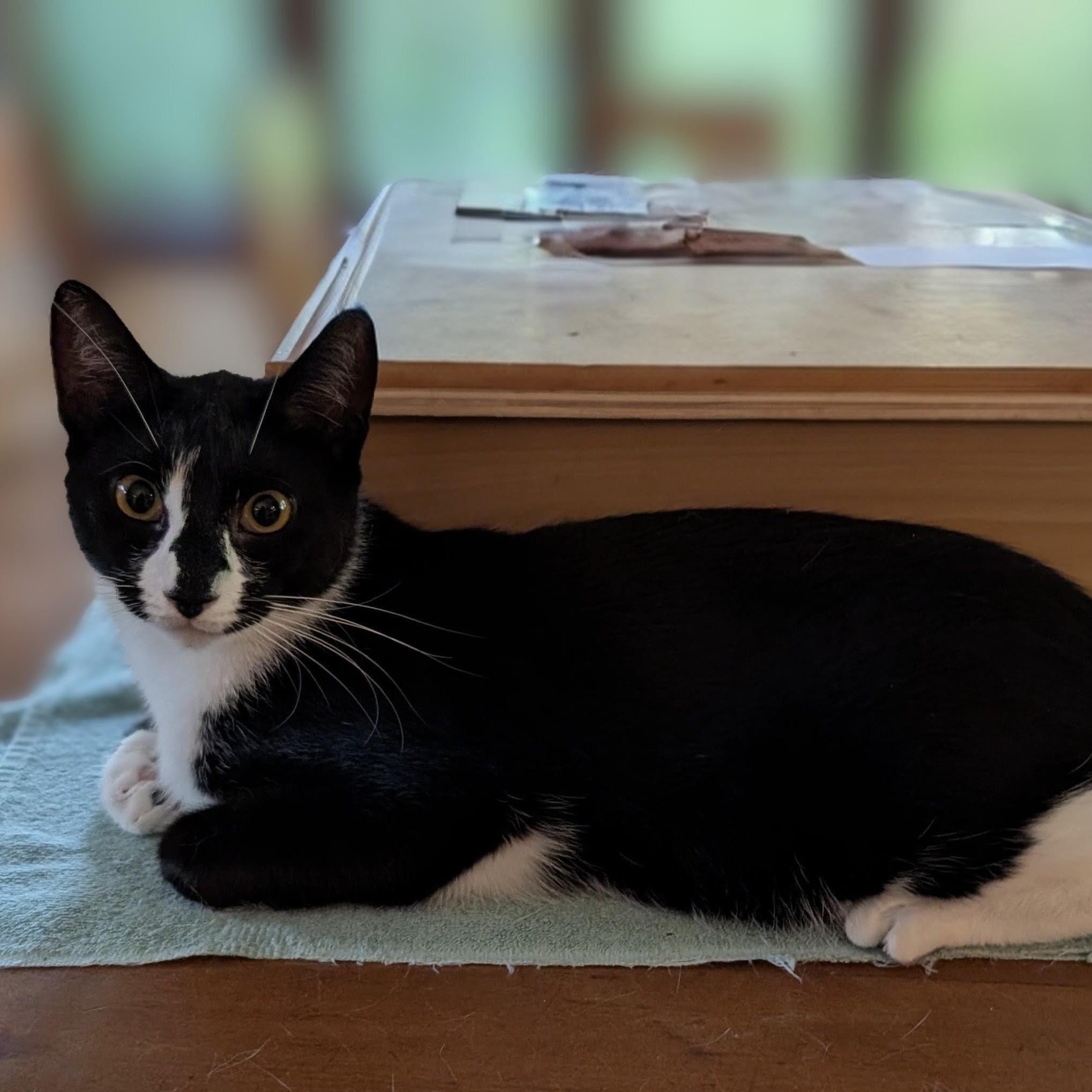 Enlarge Dayton, a Adoptable Domestic Short Hair in Norwalk, CT image 1/1