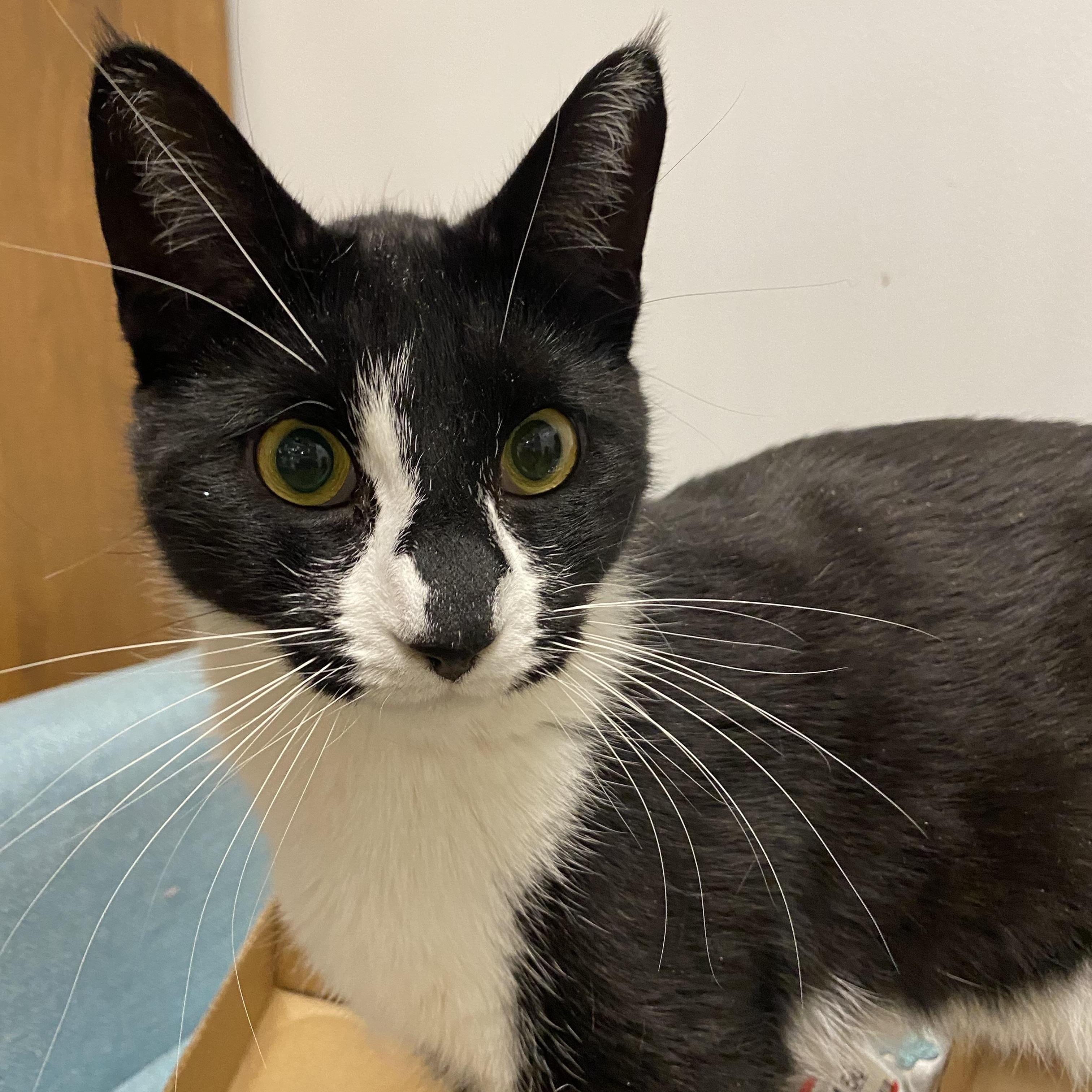 Enlarge Dayton, a Adoptable Domestic Short Hair in Norwalk, CT image 2/3