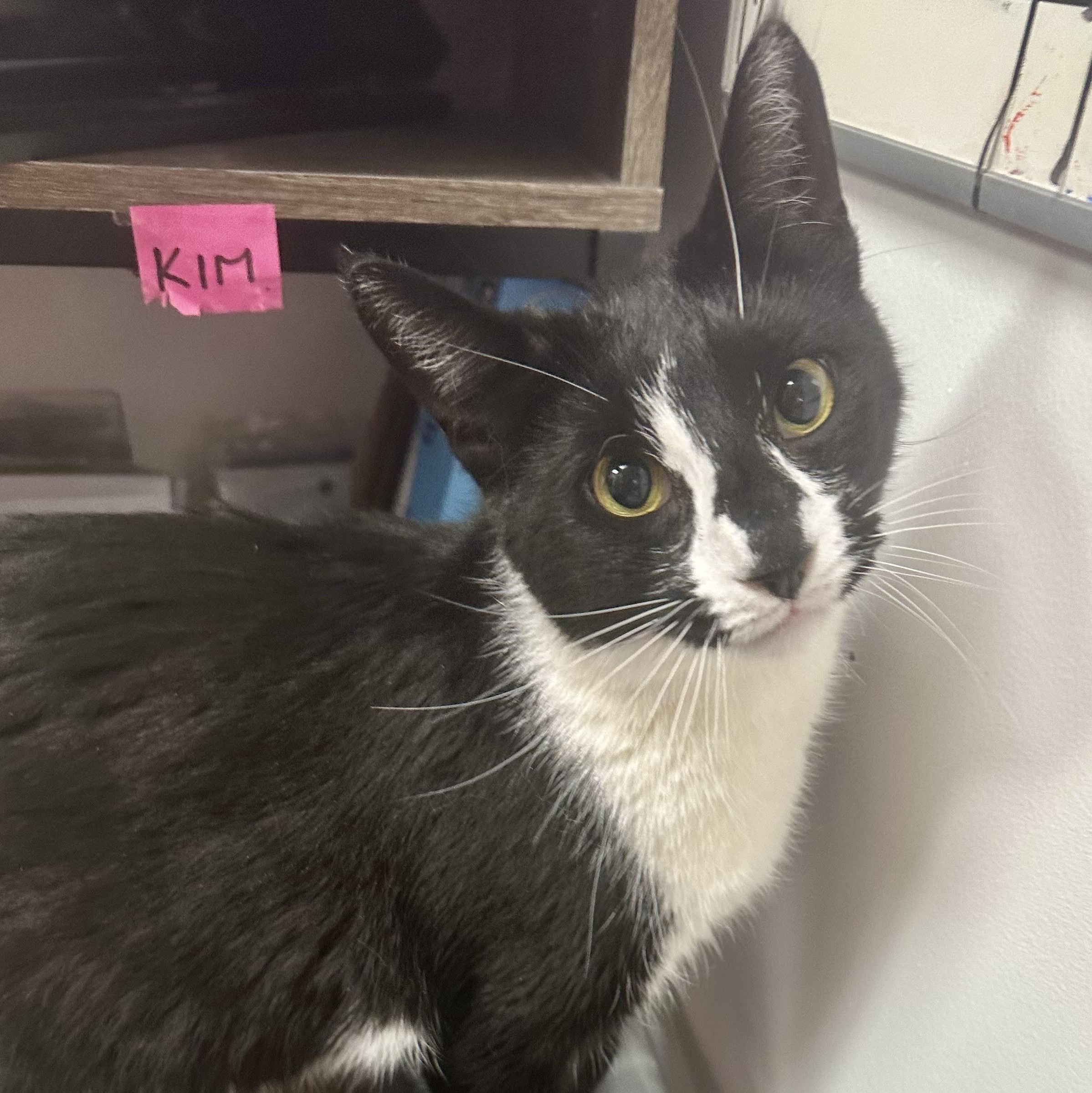 Enlarge Dayton, a Adoptable Domestic Short Hair in Norwalk, CT image 3/3