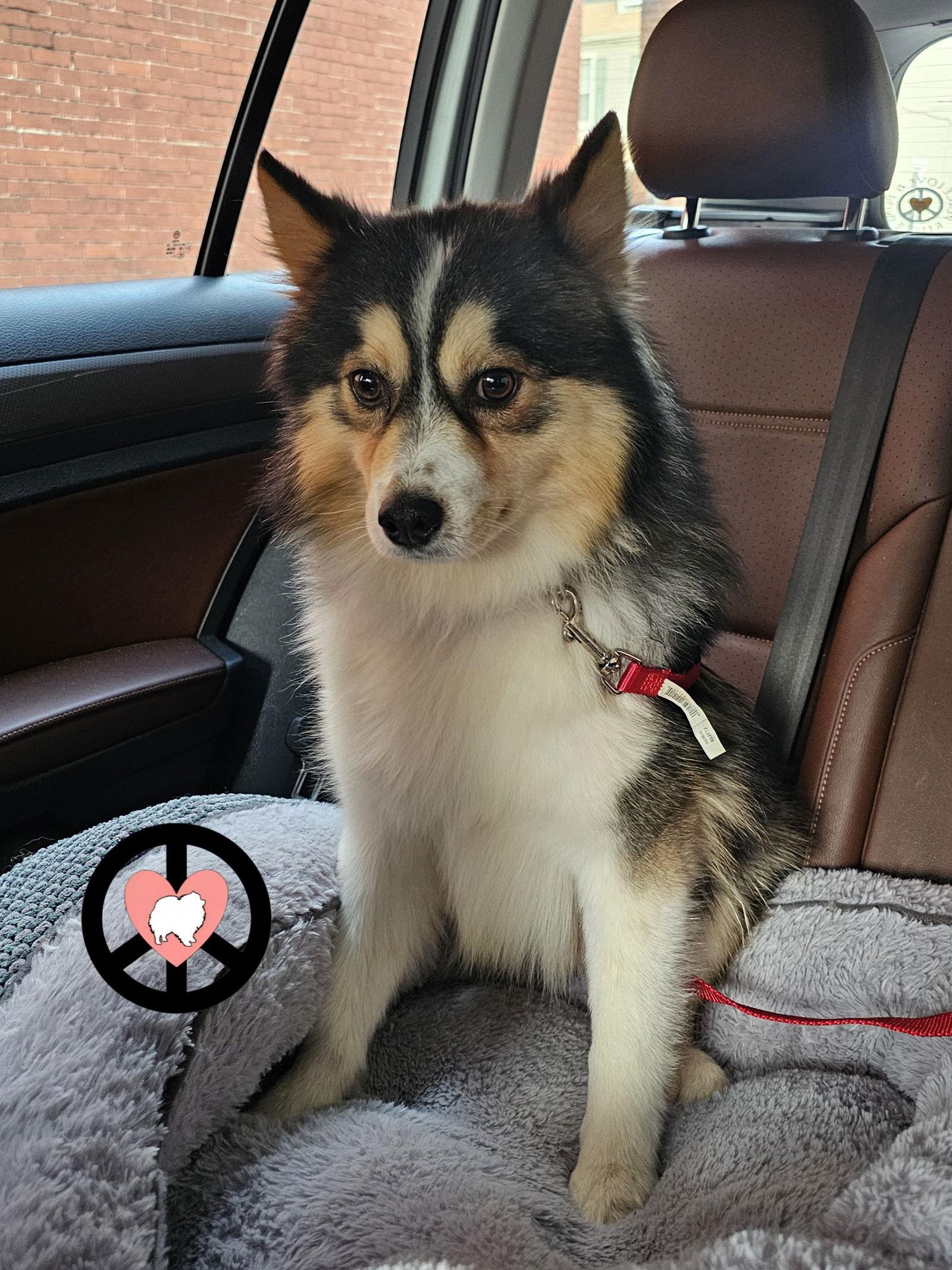 Enlarge Poncho, a Adoptable mixed breed in Lebanon, PA image 1/3