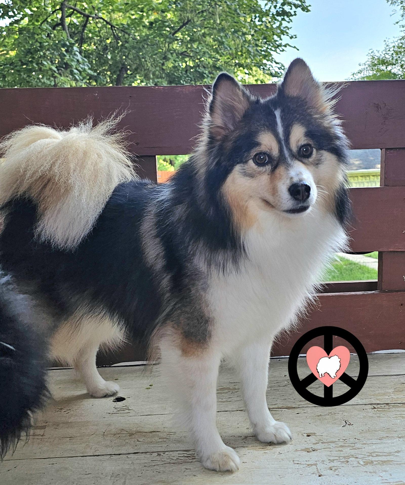 Poncho, Adoptable, Young Male Pomeranian & Husky.