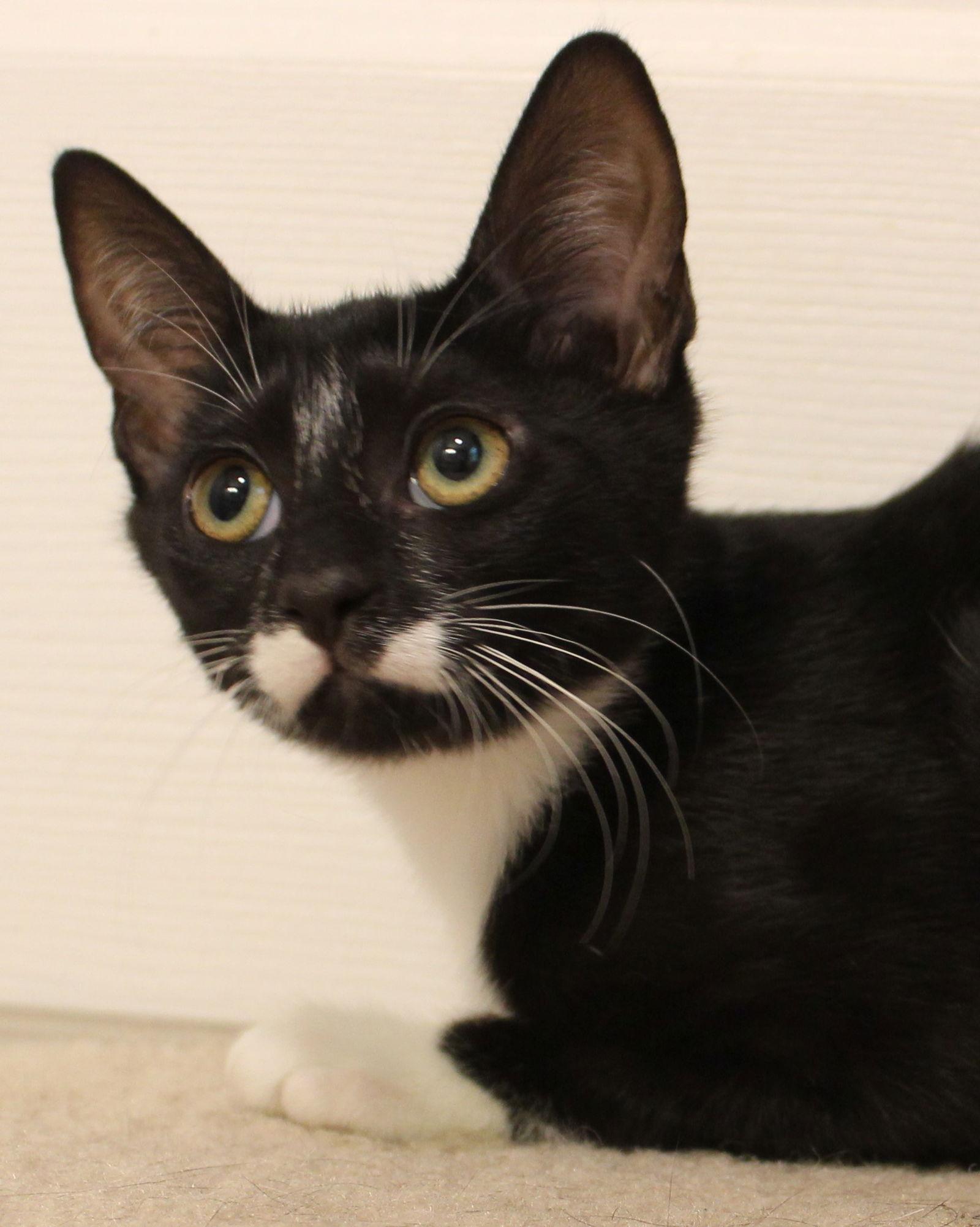 Splasher, Adoptable, Kitten Female Tuxedo & Domestic Short Hair.