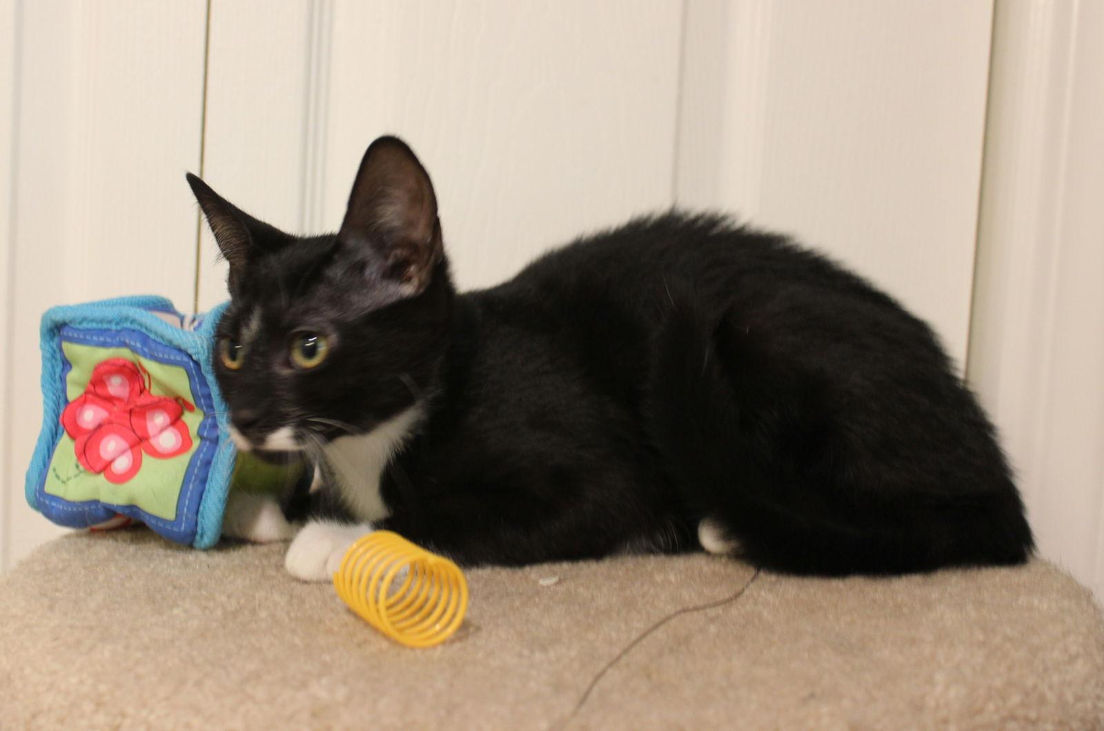 Enlarge Splasher, a Adoptable mixed breed in Ringwood, NJ image 3/3