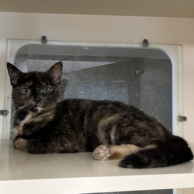Cat for adoption Meg 679, a Domestic Short Hair in Hinsdale, IL
