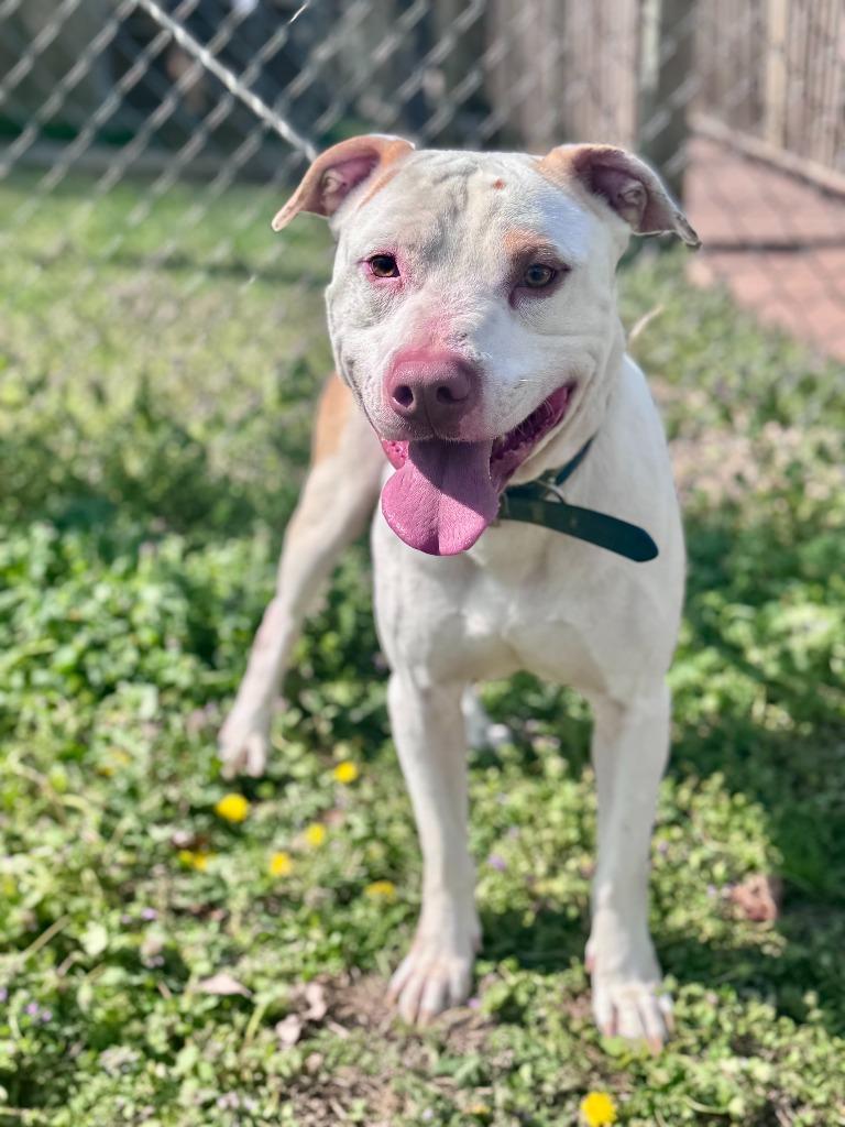 Enlarge Ghost 2, a Adoptable mixed breed in Russellville, KY image 1/2