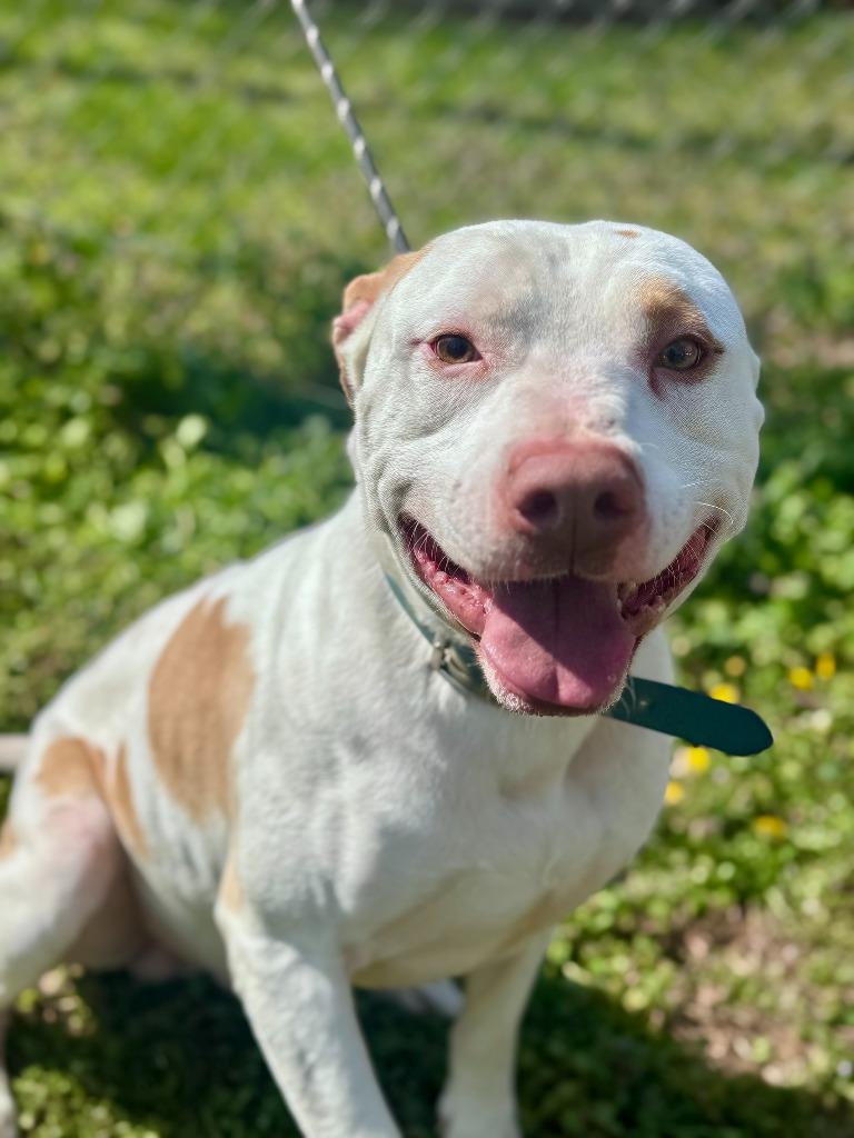 Enlarge Ghost 2, a Adoptable mixed breed in Russellville, KY image 2/2