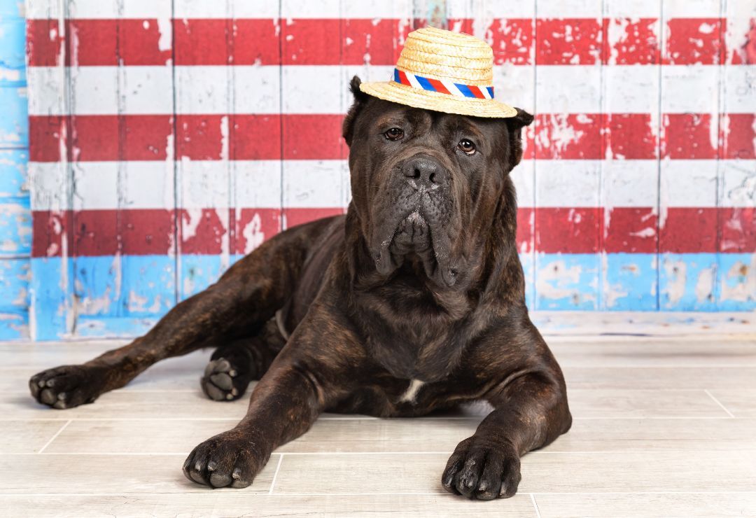 Enlarge Bodie, a Adopted Cane Corso in Denton, TX image 1/12