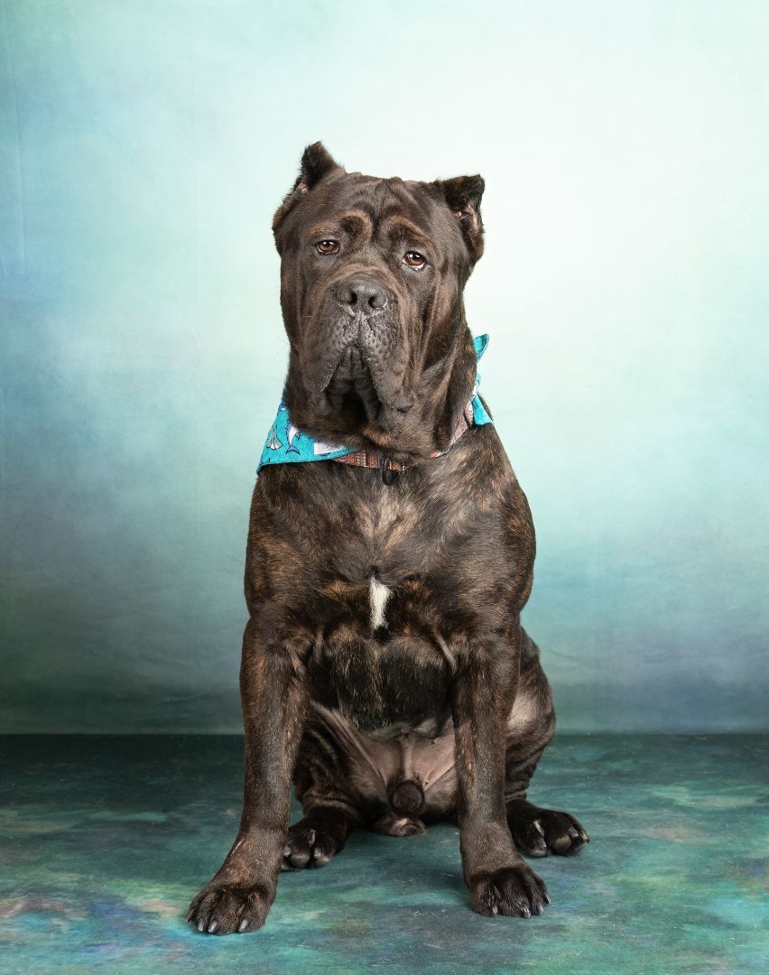 Enlarge Bodie, a Adopted Cane Corso in Denton, TX image 6/12