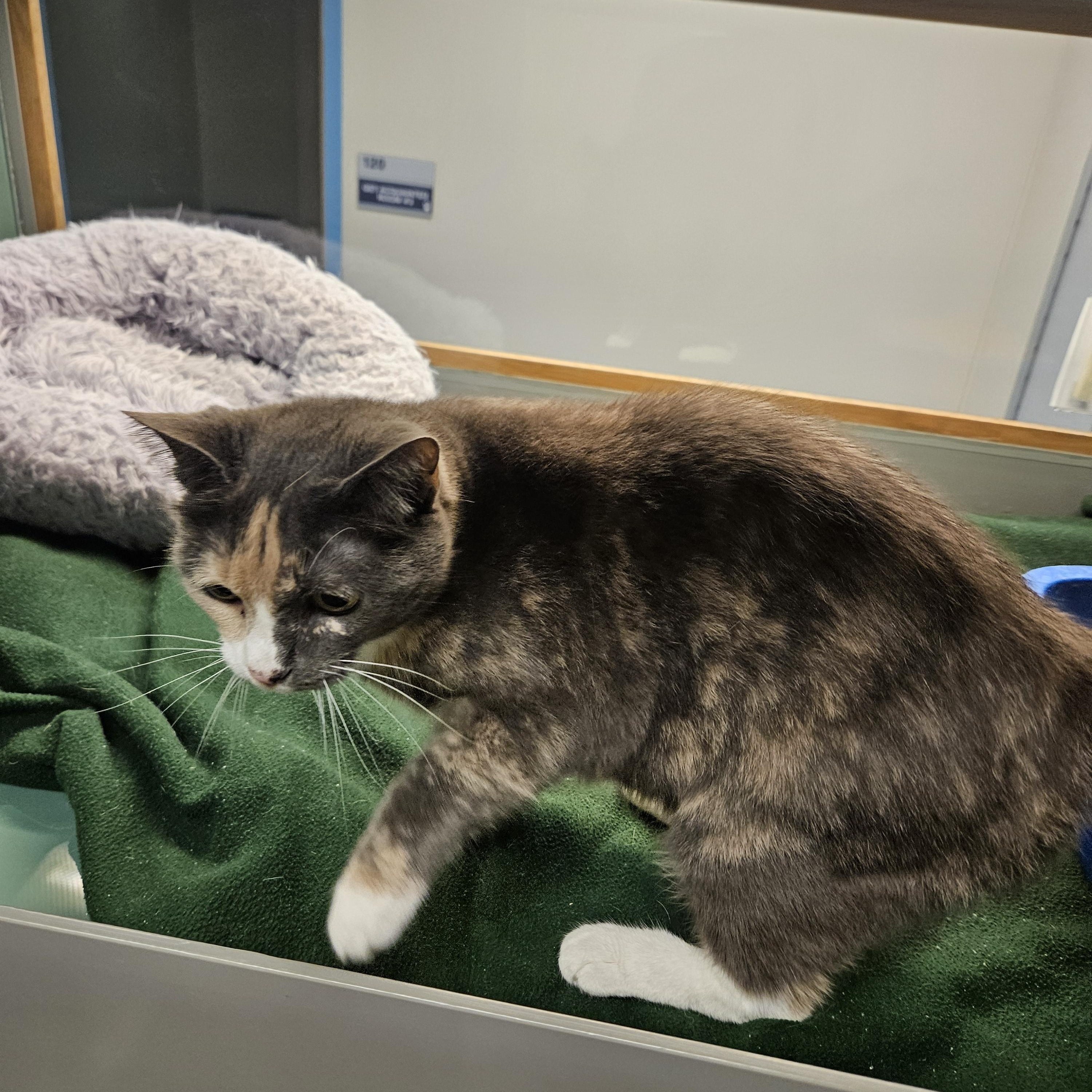 Enlarge Hazel, a Adoptable Domestic Short Hair in Suffolk, VA image 2/2