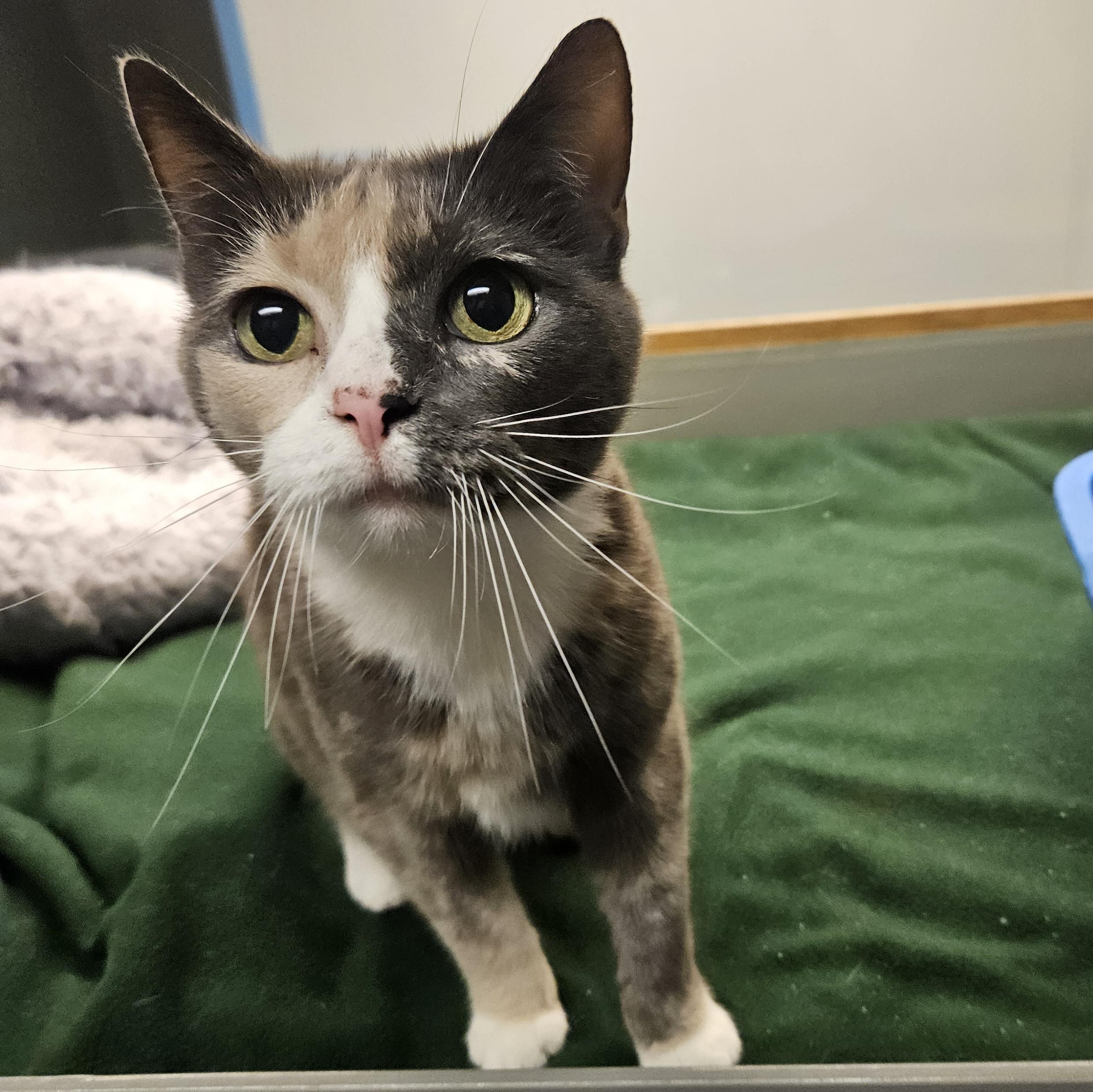 Enlarge Hazel, a Adoptable Domestic Short Hair in Suffolk, VA image 1/2