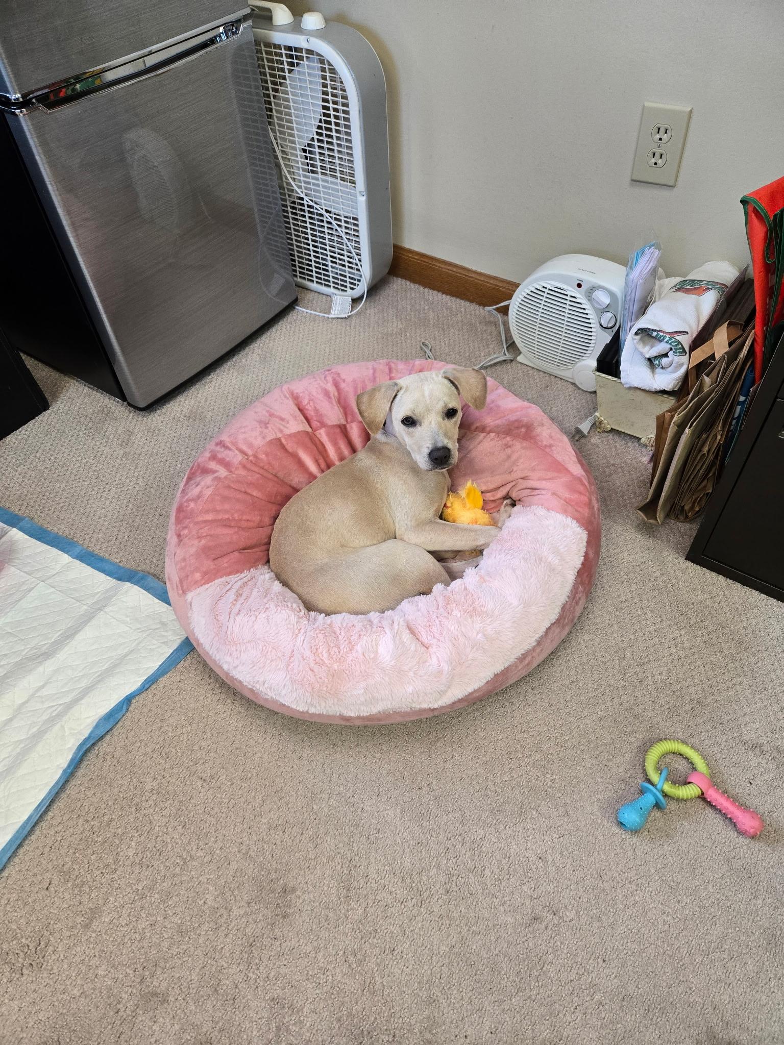 Enlarge Shaya, an adopted mixed breed in Saratoga Springs, NY image 3/4