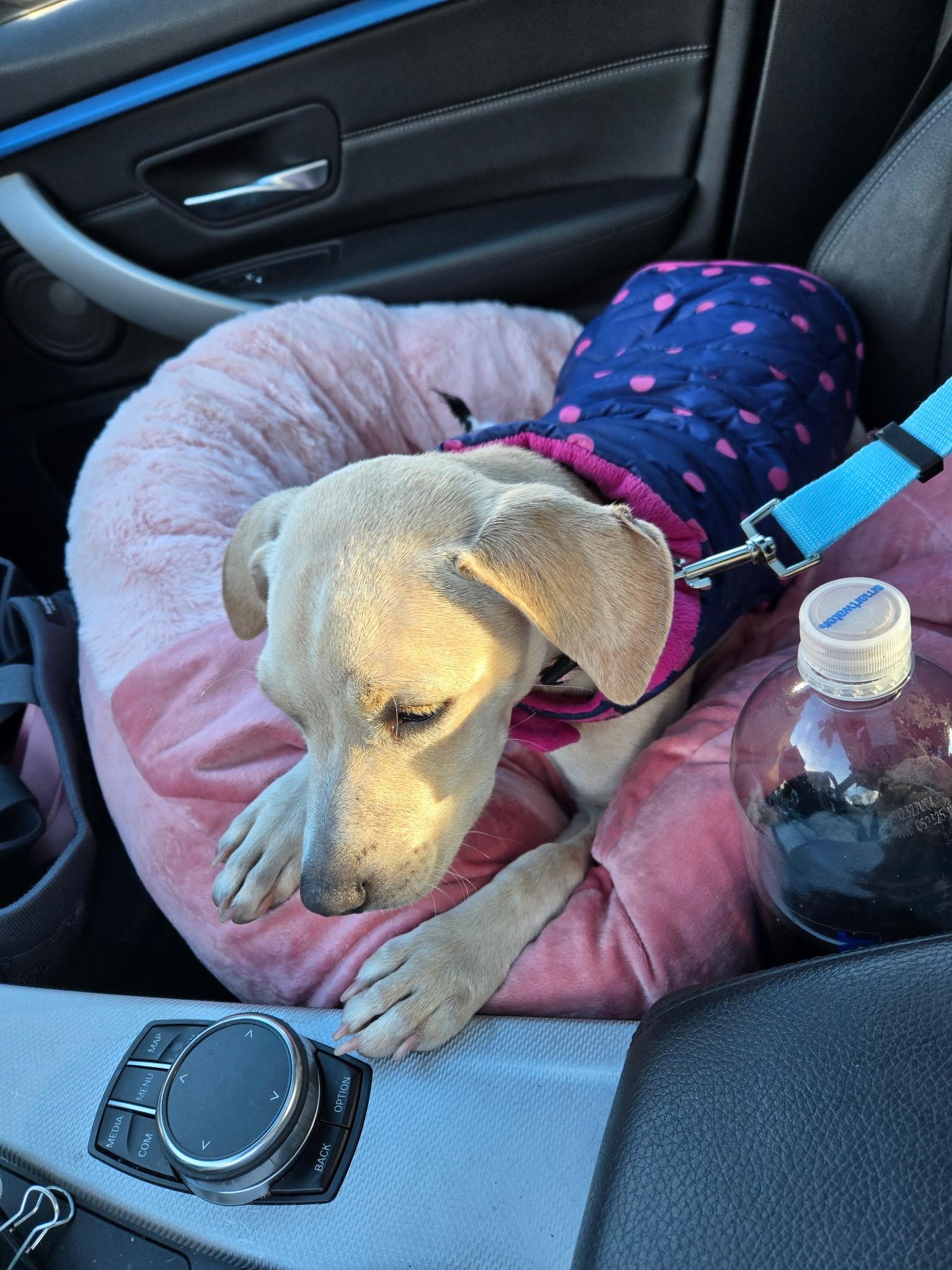 Enlarge Shaya, an adopted mixed breed in Saratoga Springs, NY image 4/4