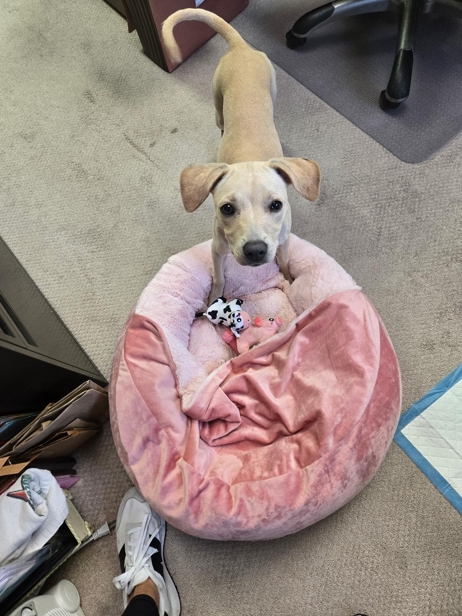 Shaya, adopted, Puppy Female Labrador Retriever.