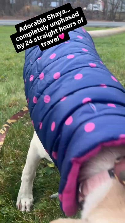 Enlarge Shaya, an adopted mixed breed in Saratoga Springs, NY video 1/4