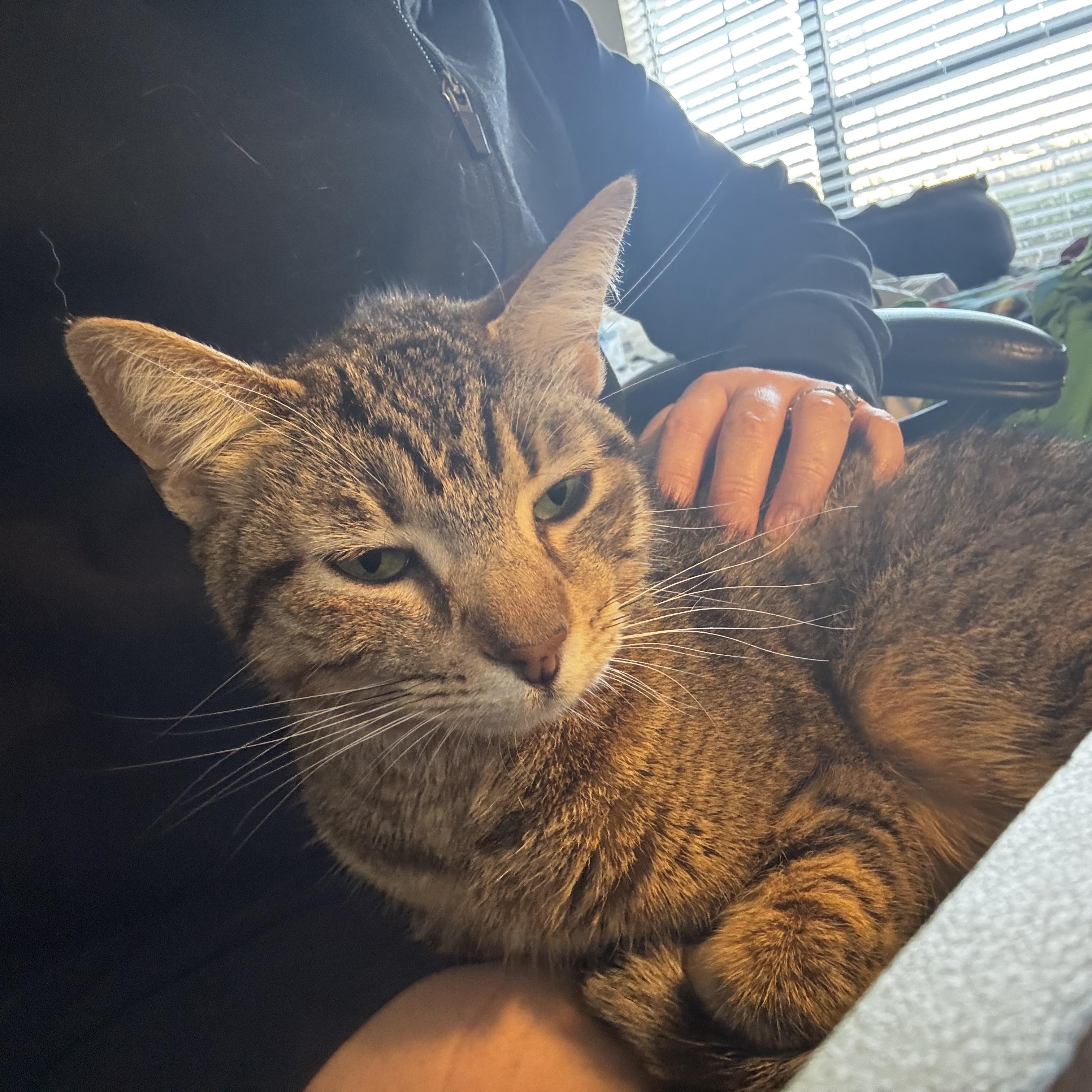 Enlarge Sarabi (sister to Nala) , an adoptable American Shorthair in Austin, TX image 3/5