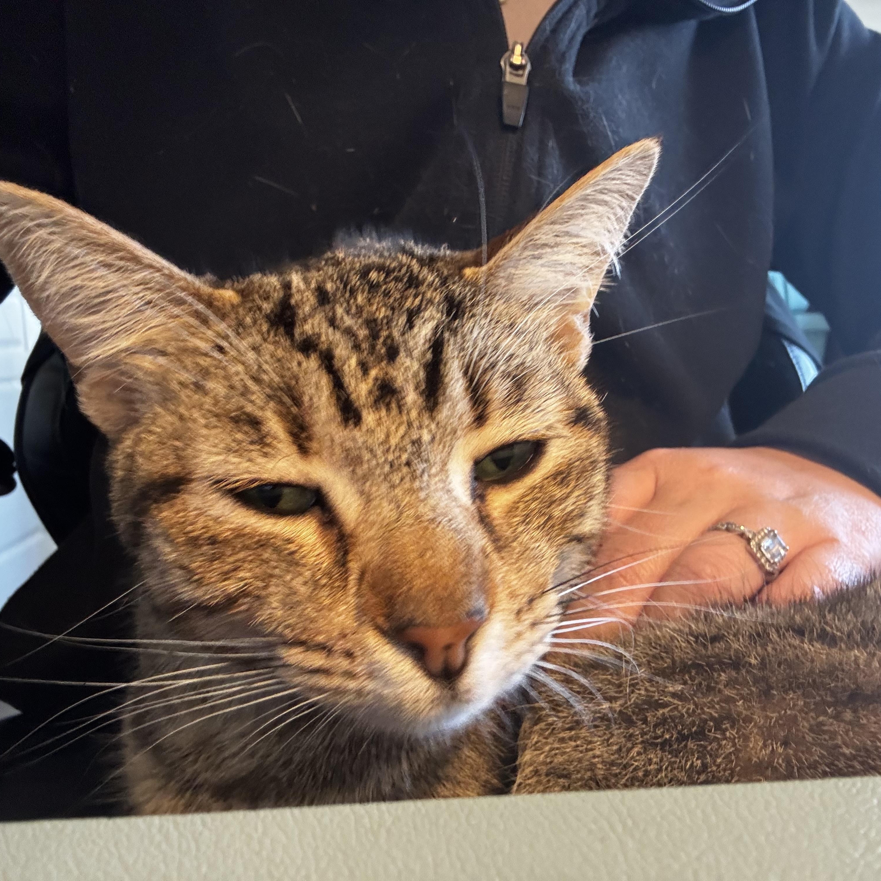 Enlarge Sarabi (sister to Nala) , an adoptable American Shorthair in Austin, TX image 2/5