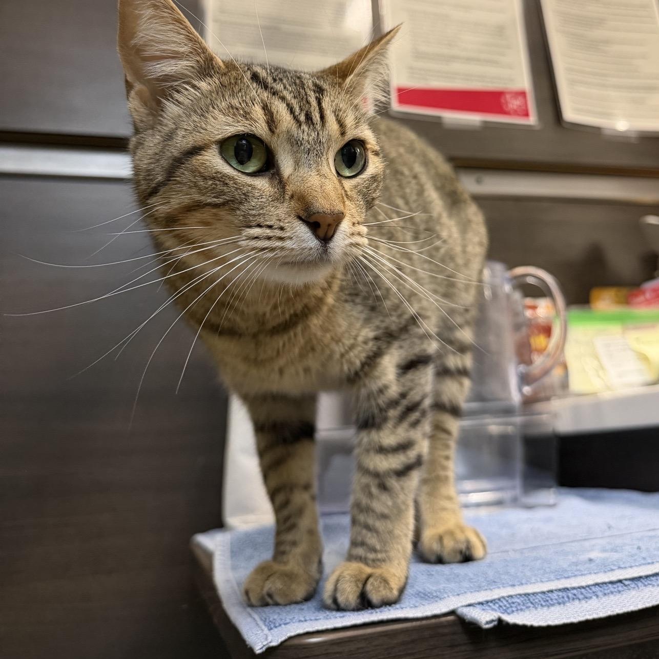 Sarabi (sister to Nala) , adoptable, Young Female American Shorthair.