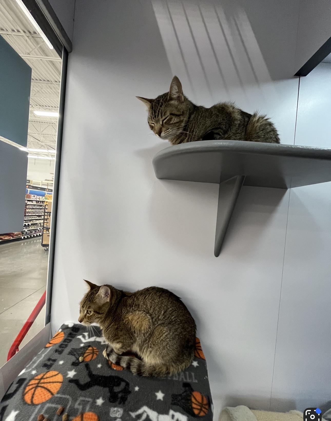 Enlarge Sarabi (sister to Nala) , an adoptable American Shorthair in Austin, TX image 5/5