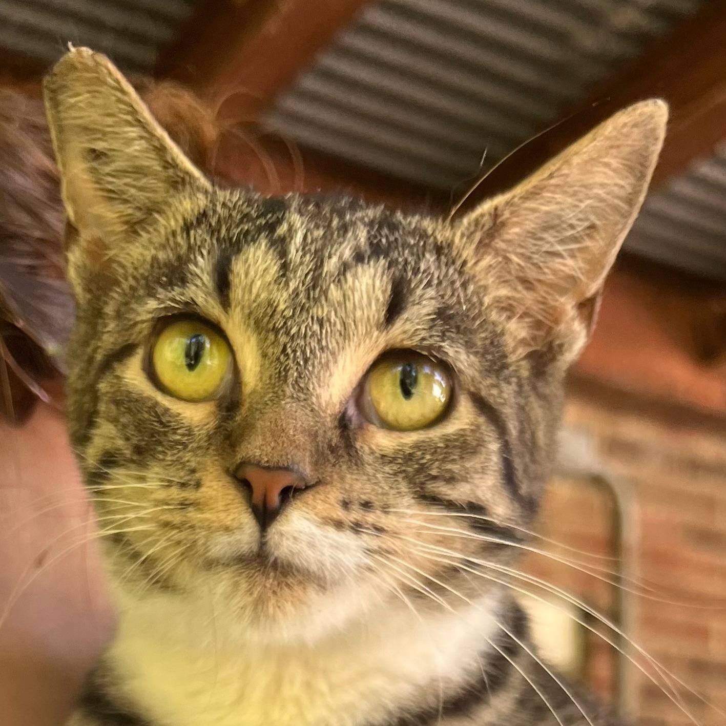 Tabby Abby