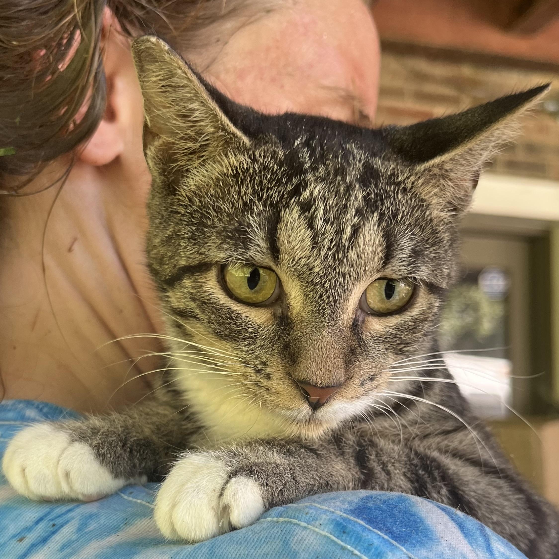 Tabby Abby
