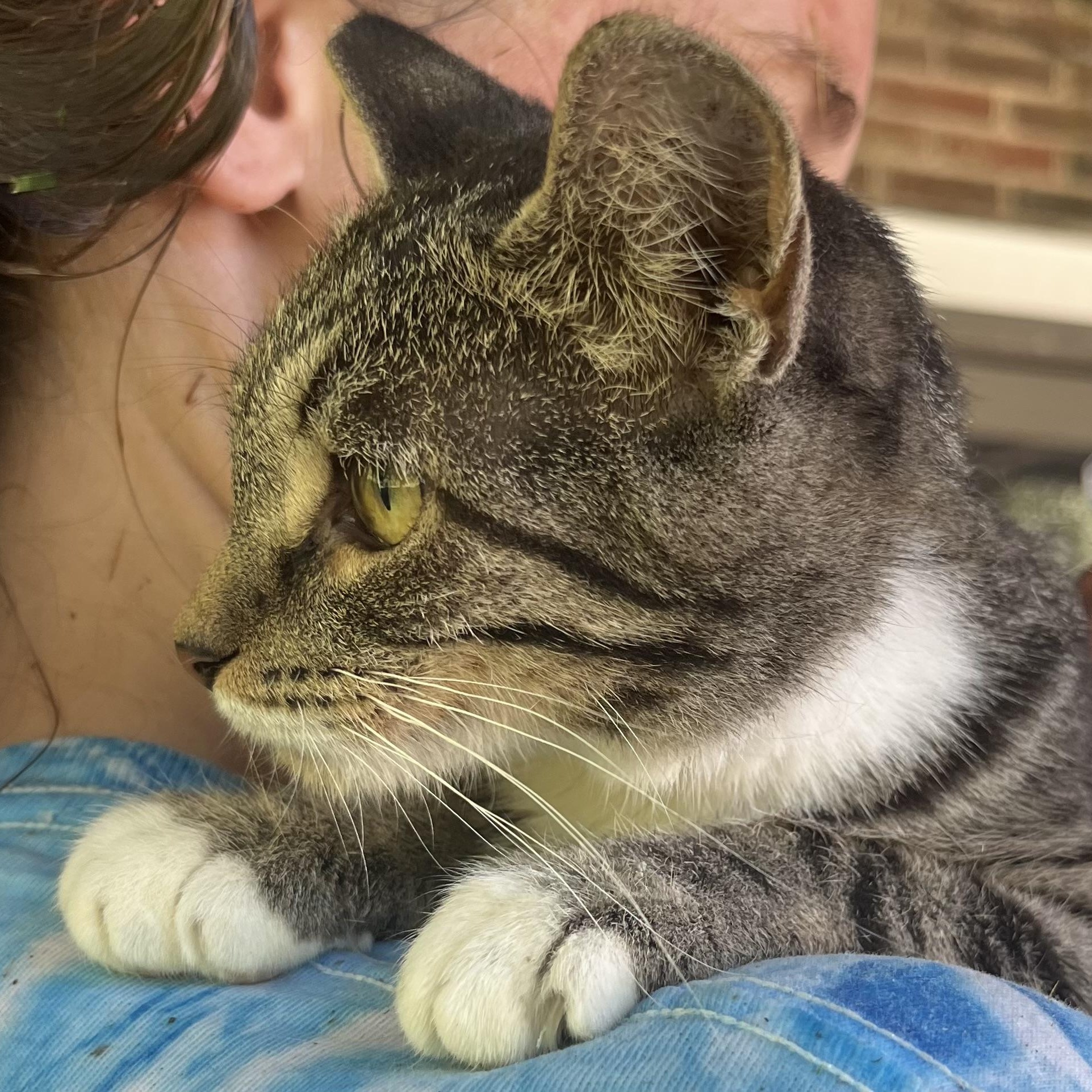 Tabby Abby