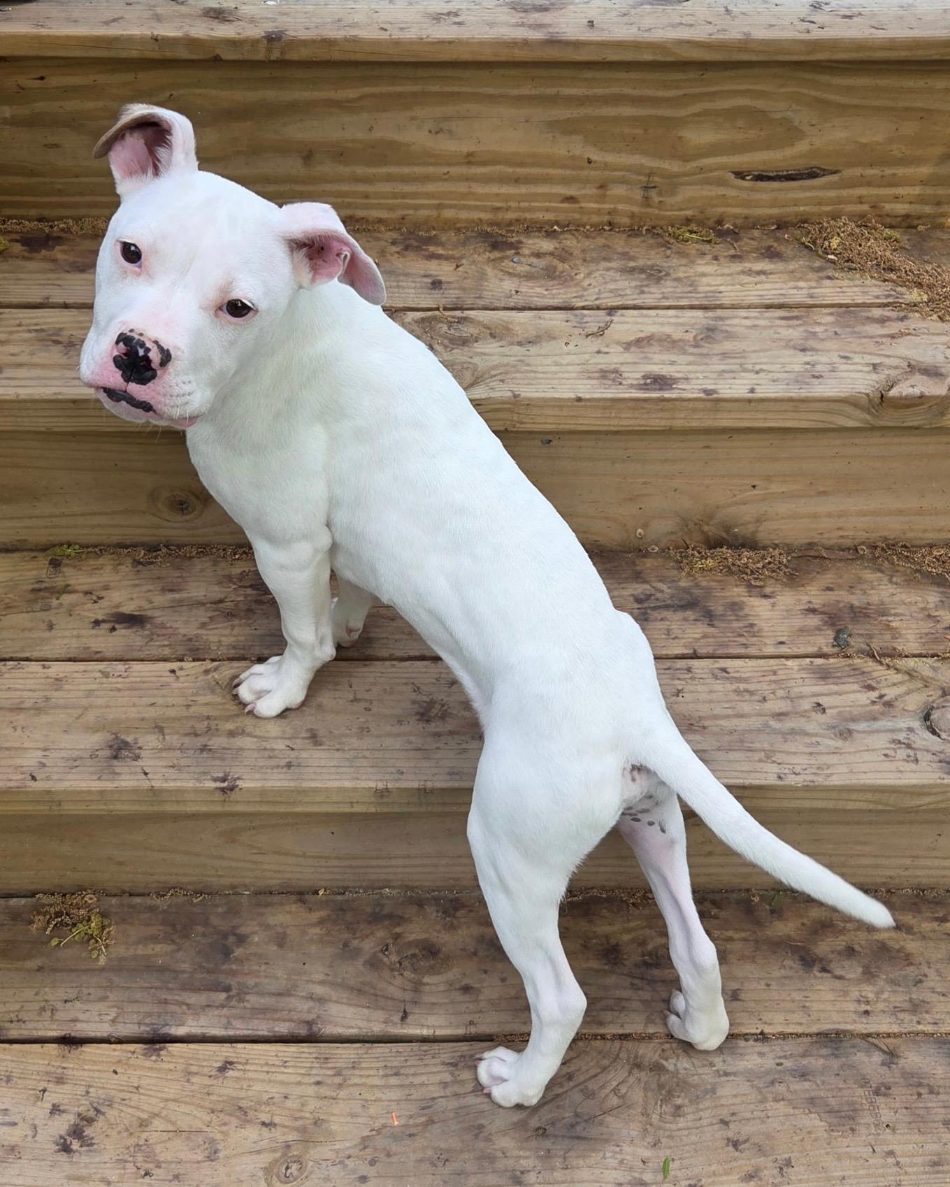 Enlarge Wafer, a Adoptable mixed breed in Richmond, VA image 6/6