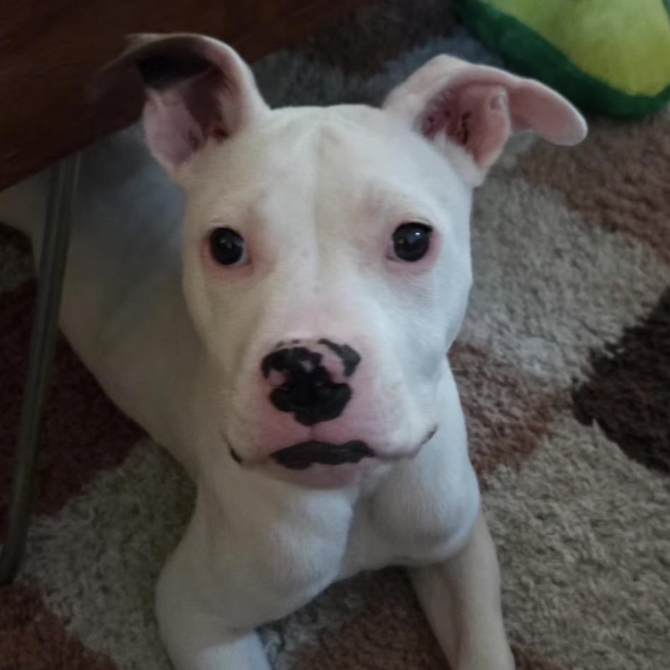 Wafer, Adoptable, Puppy Male Pit Bull Terrier.