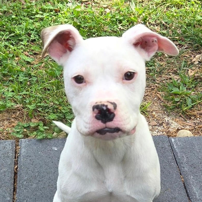 Enlarge Wafer, a Adoptable mixed breed in Richmond, VA image 2/6