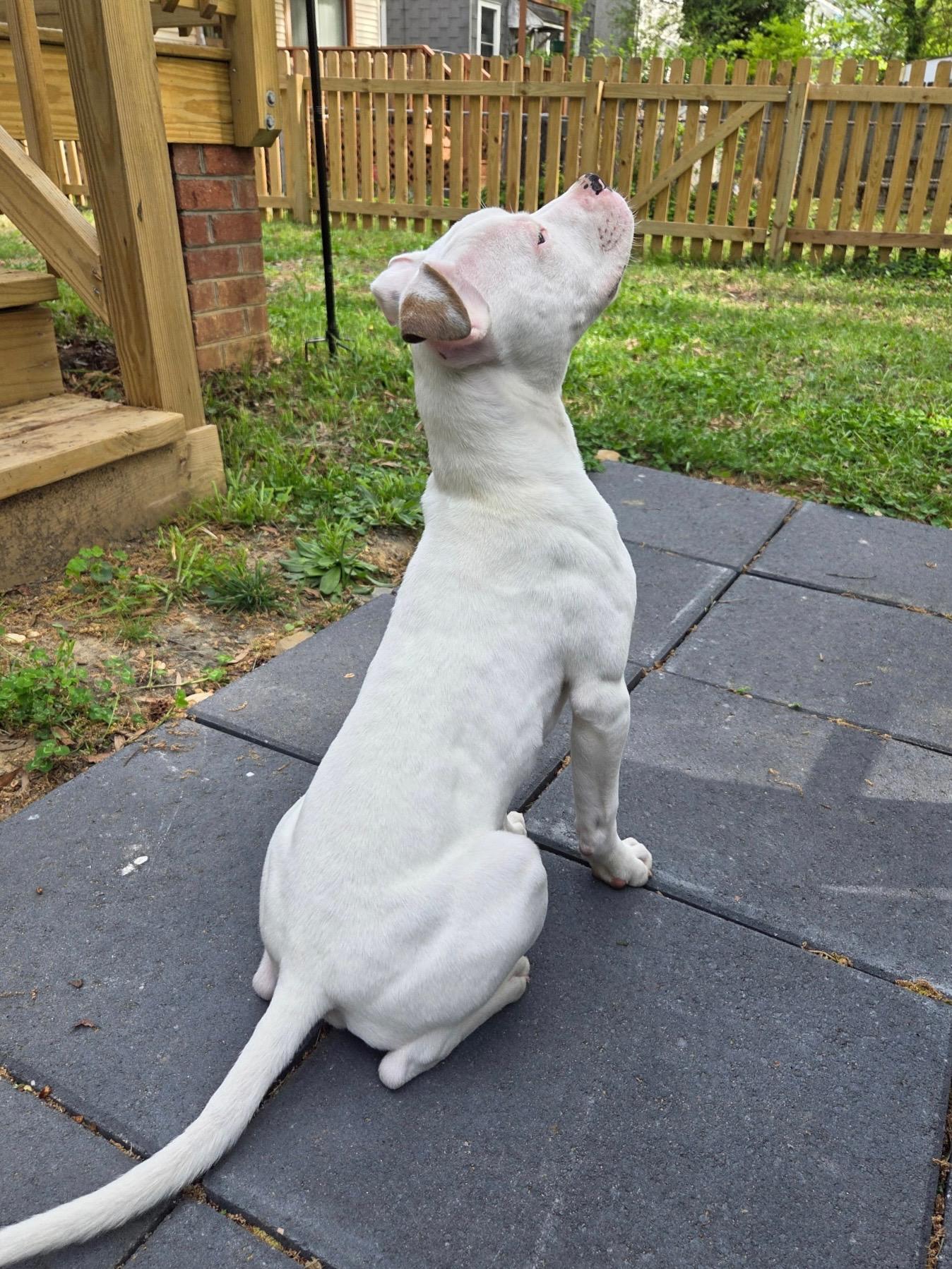 Enlarge Wafer, a Adoptable mixed breed in Richmond, VA image 5/6