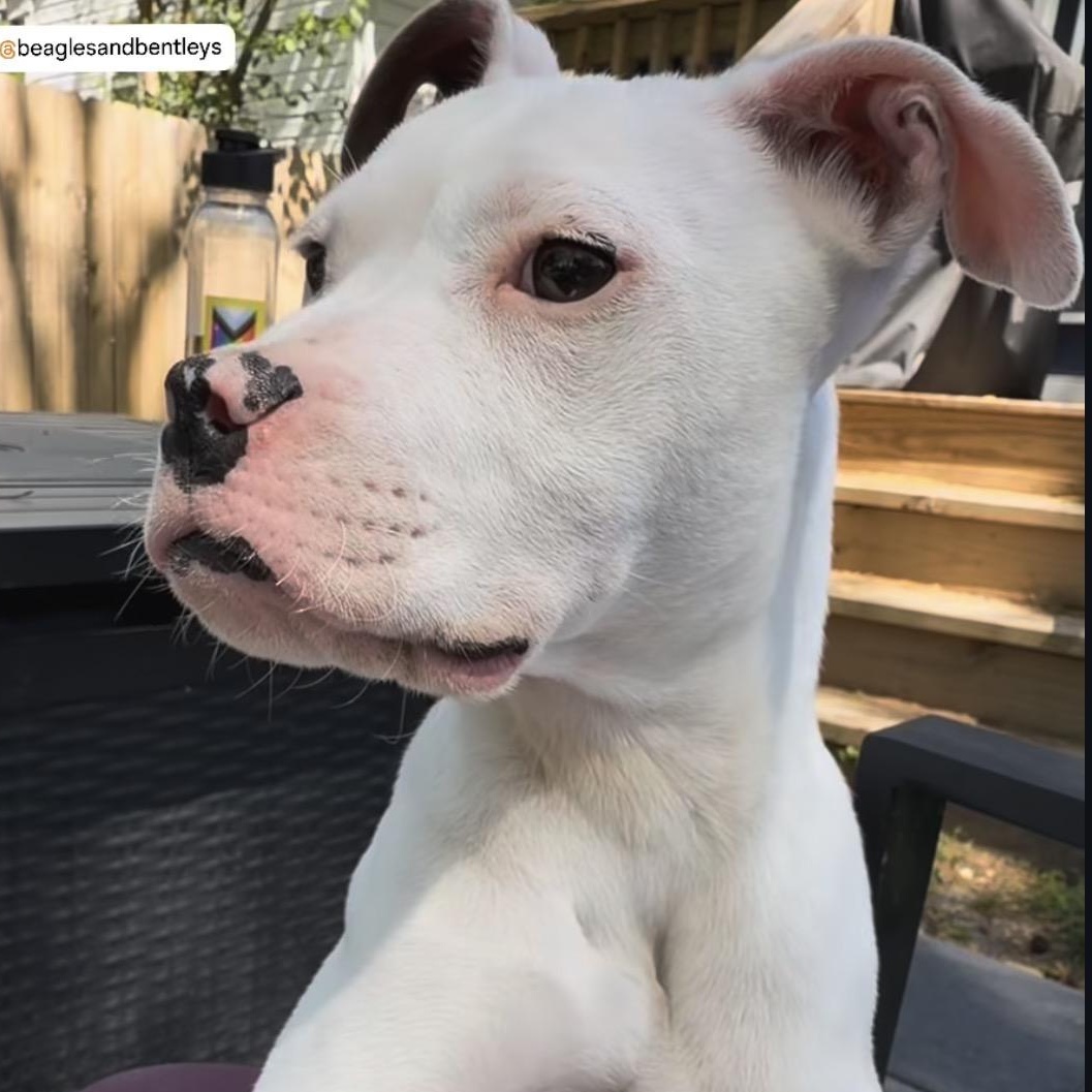 Enlarge Wafer, a Adoptable mixed breed in Richmond, VA image 3/6