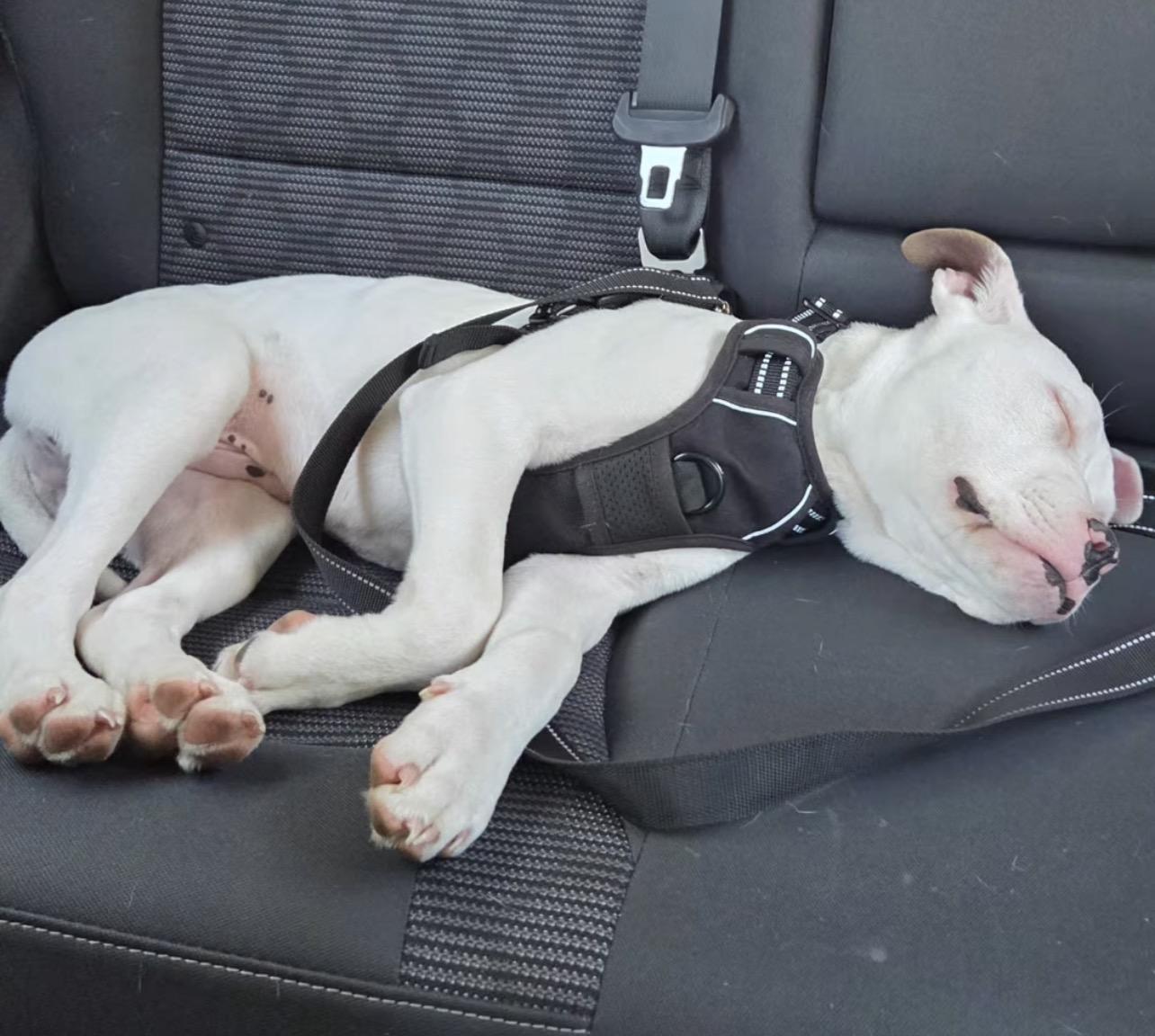 Enlarge Wafer, a Adoptable mixed breed in Richmond, VA image 4/6