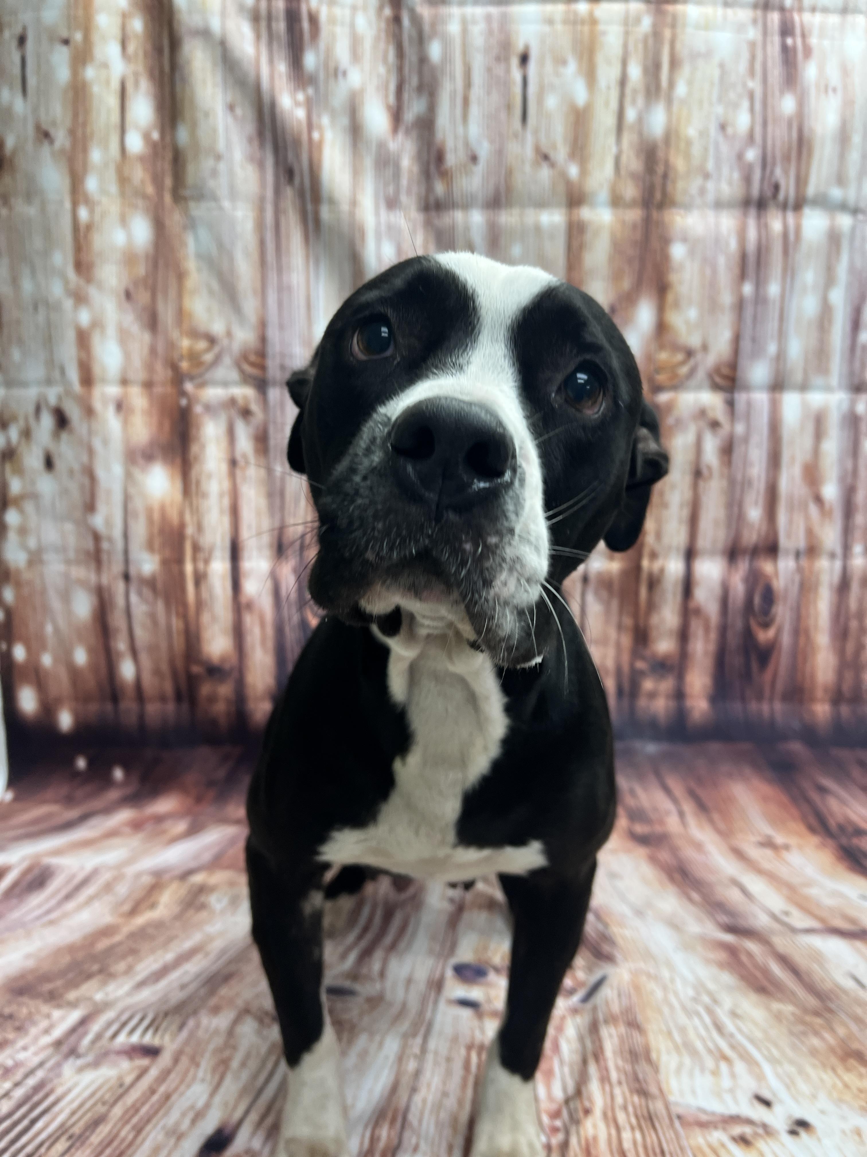 Enlarge Miya, a ADOPTABLE mixed breed in Statesboro, GA image 5/5