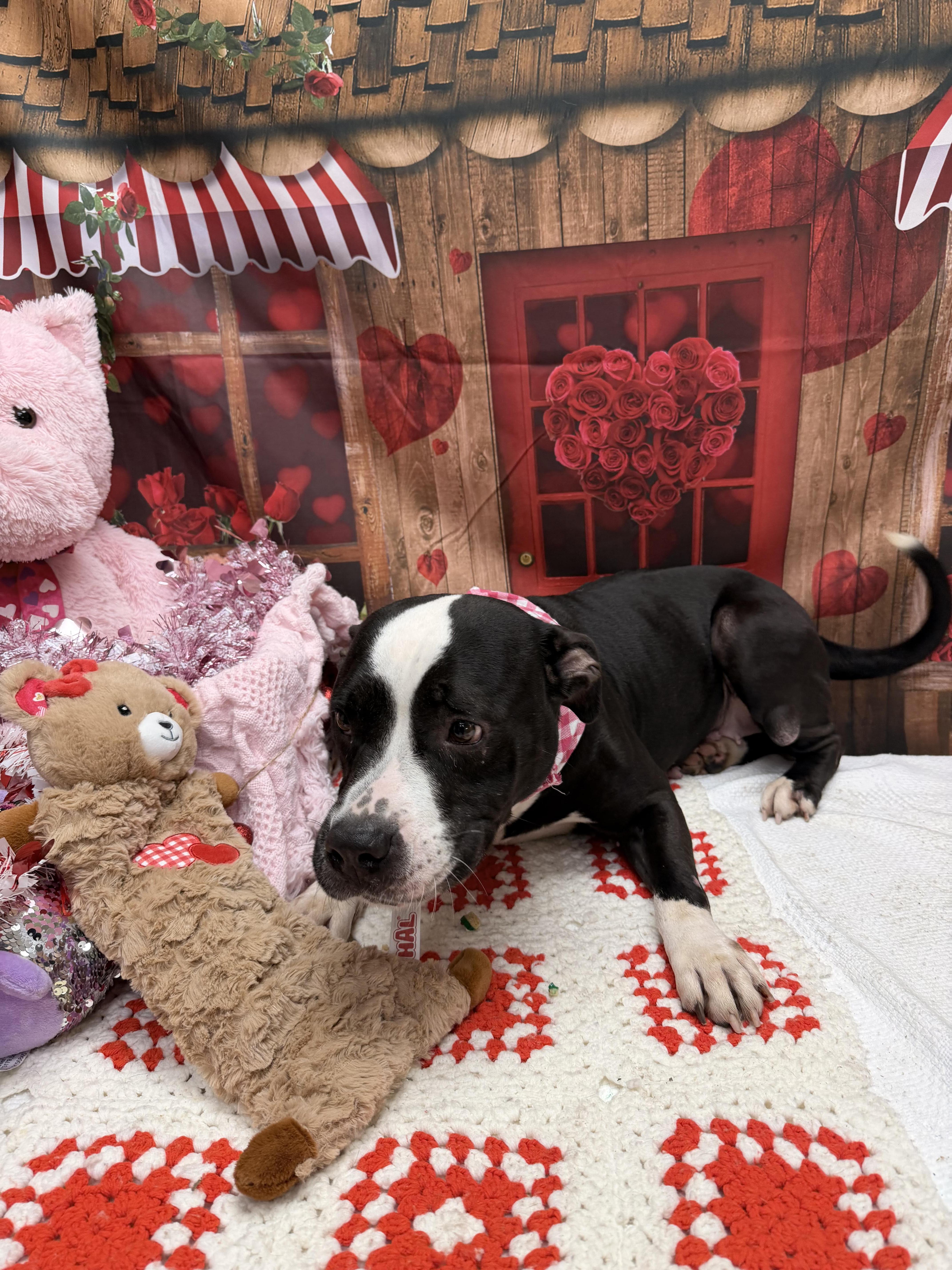 Enlarge Miya, a ADOPTABLE mixed breed in Statesboro, GA image 2/5