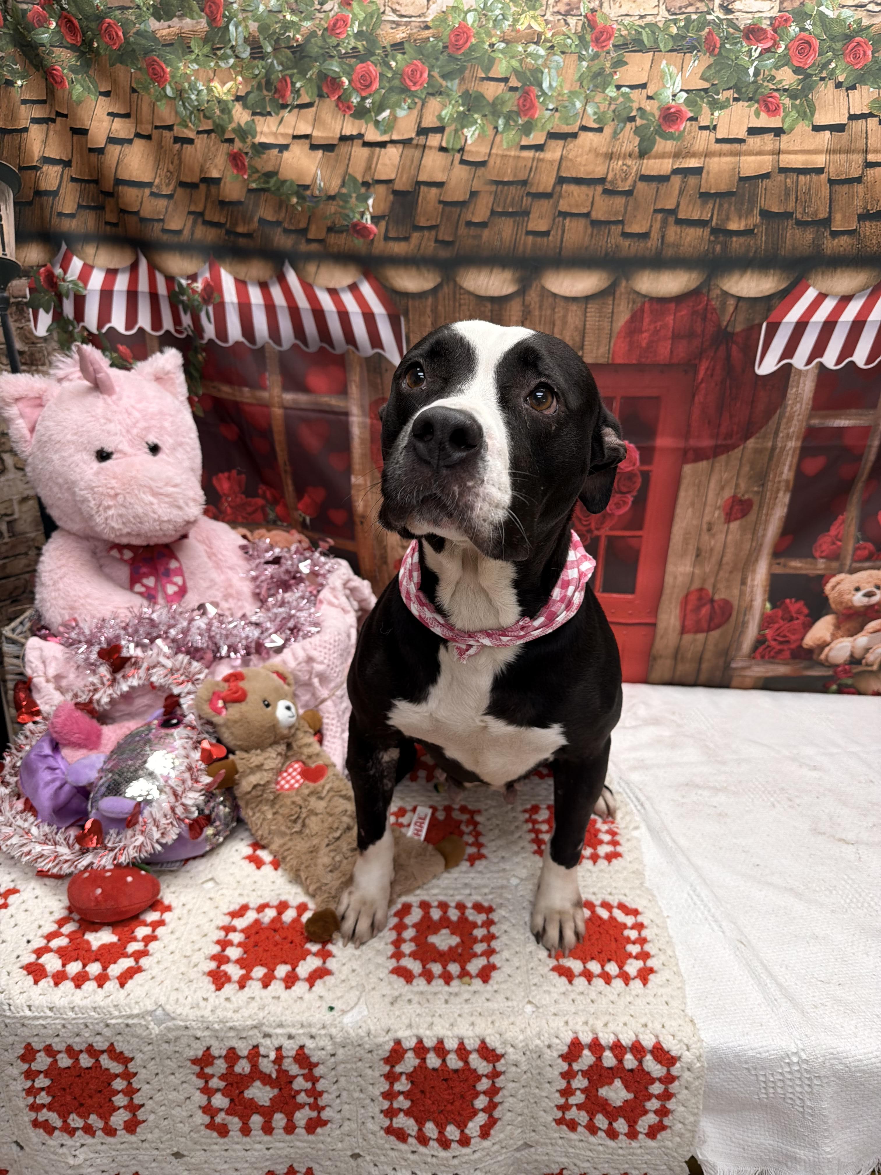 Miya, ADOPTABLE, Adult Female Pit Bull Terrier.